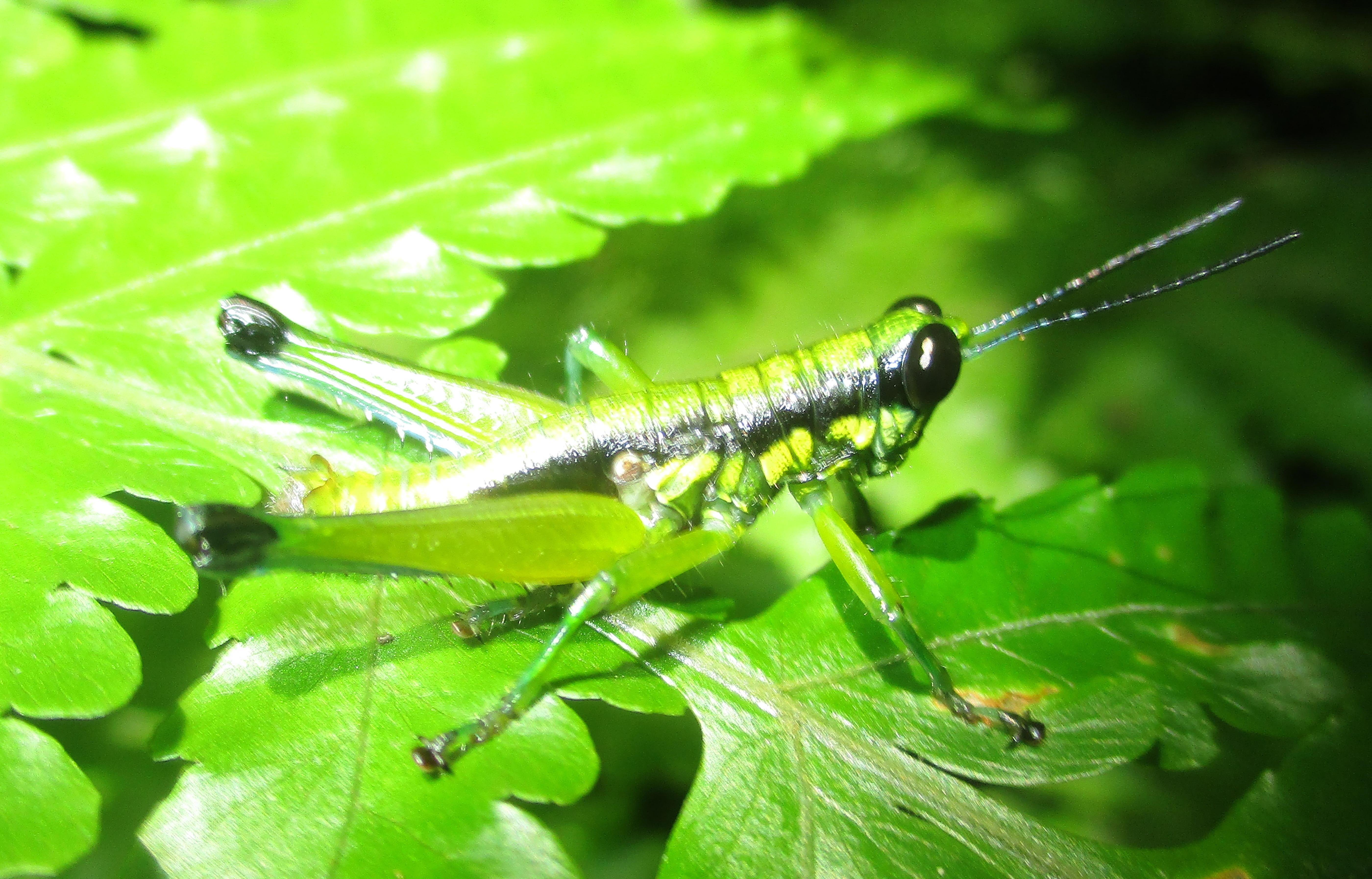 Digentia viridissima Oumarou-Ngoute & Rowell, 2025: Digentia viridissima Oumarou-Ngoute & Rowell 2025. male specimens, lateral view, from Ngoyla (3°39'35"N, 13°56'11"E) Division of Haut-Nyong, Cameroon, 29.04.2019, Photo of Dr Oumarou-Ngoute C. (Otu).
