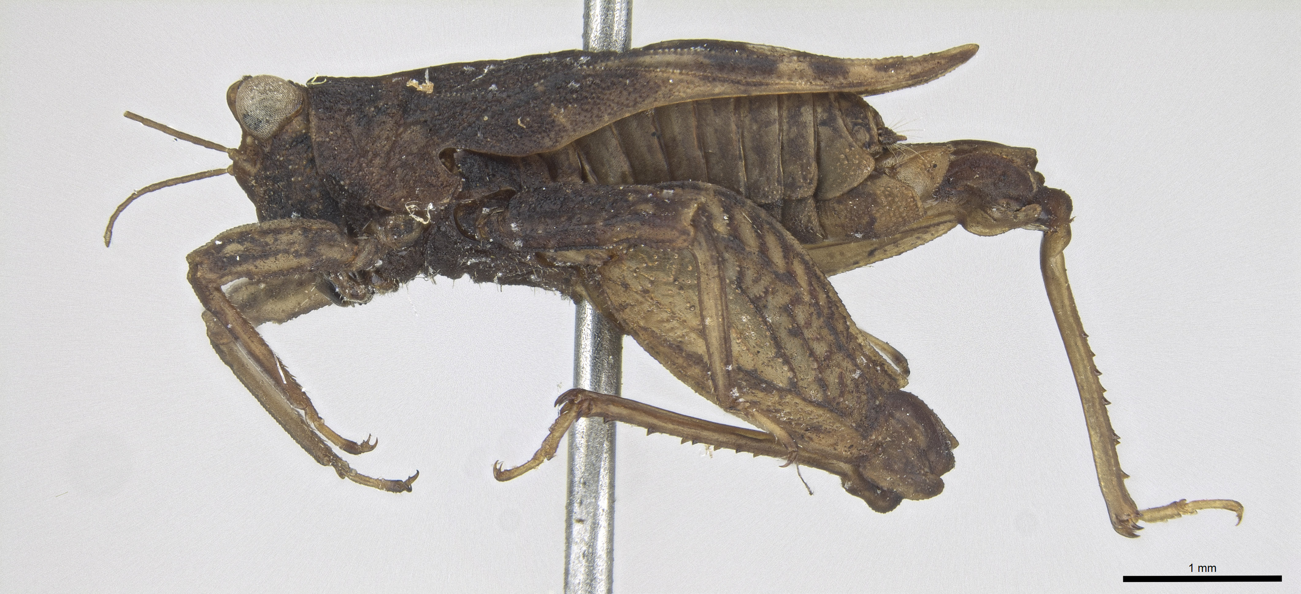 CollectionObject 2260458; e15e9e13-3248-4cd2-baa7-9ce99da7c1fa: Male, lateral habitus. (CollectionObject).