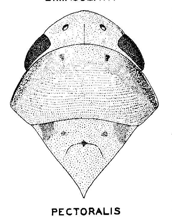 Habitus, dorsal view: (Observation).