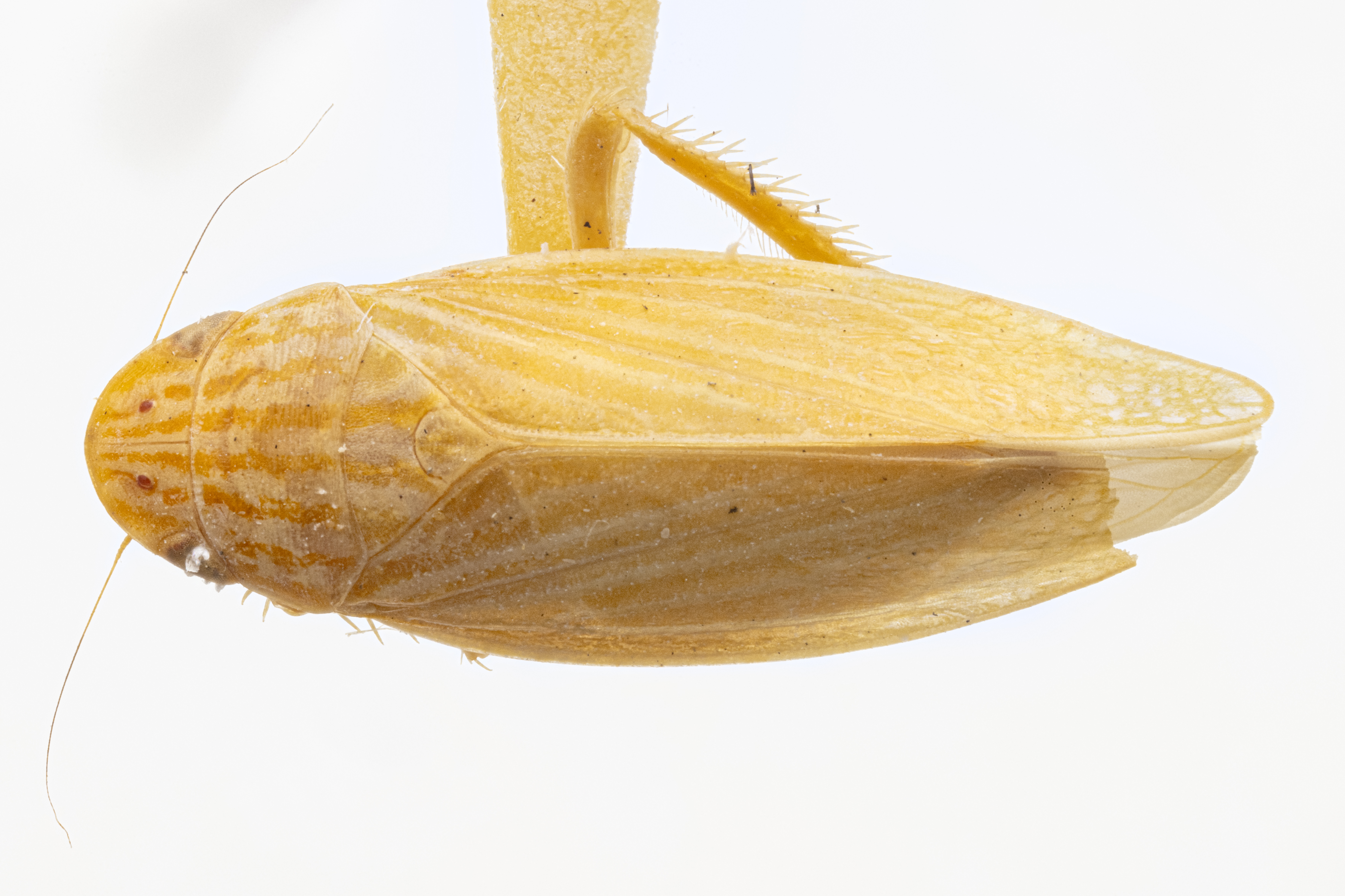 Habitus, dorsal view: !! display not done !! on Gyponana (Gyponana) fastiga DeLong, 1942: (Observation).