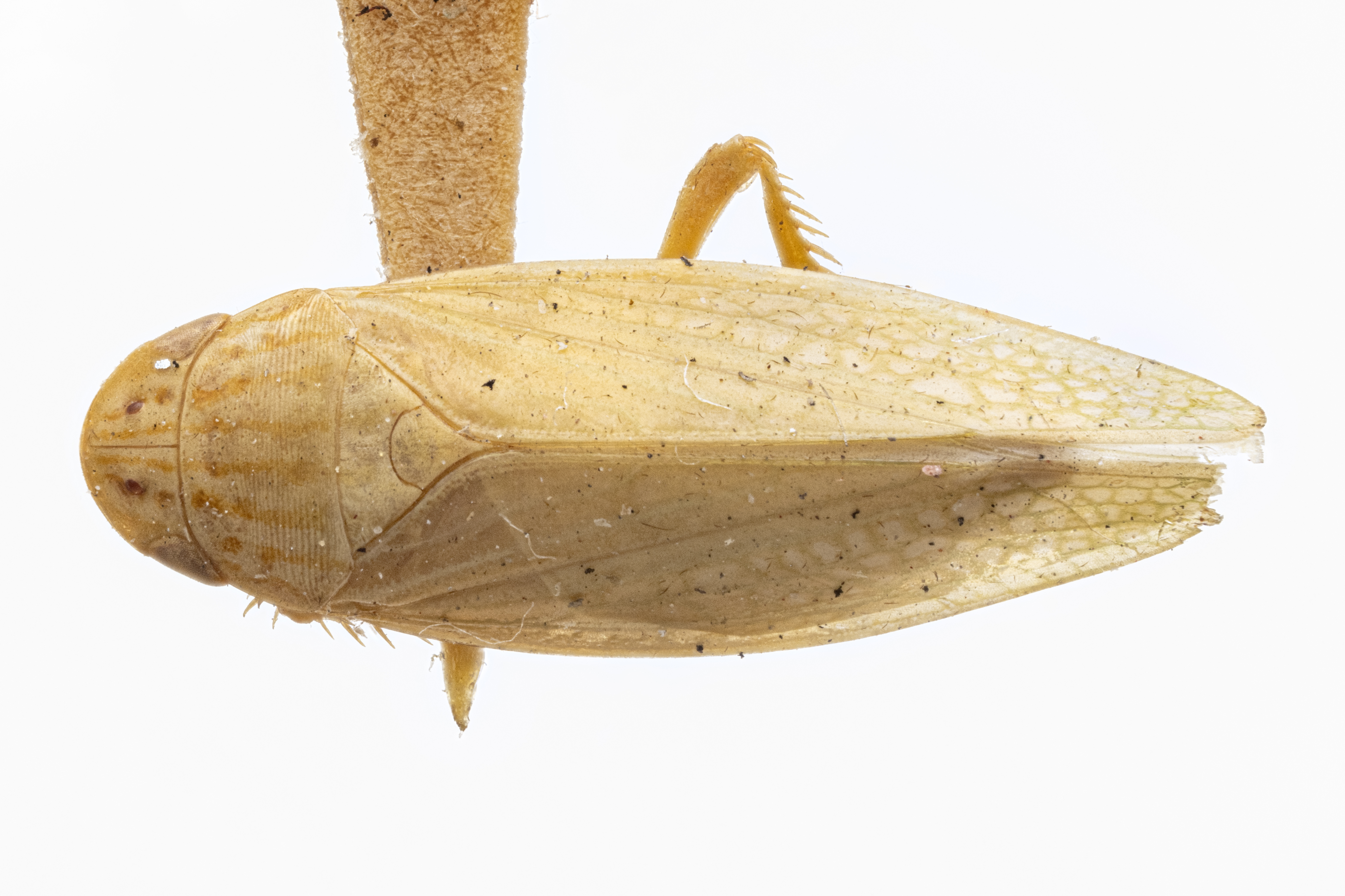 Habitus, dorsal view: !! display not done !! on Gyponana (Gyponana) cubita DeLong, 1942: (Observation).