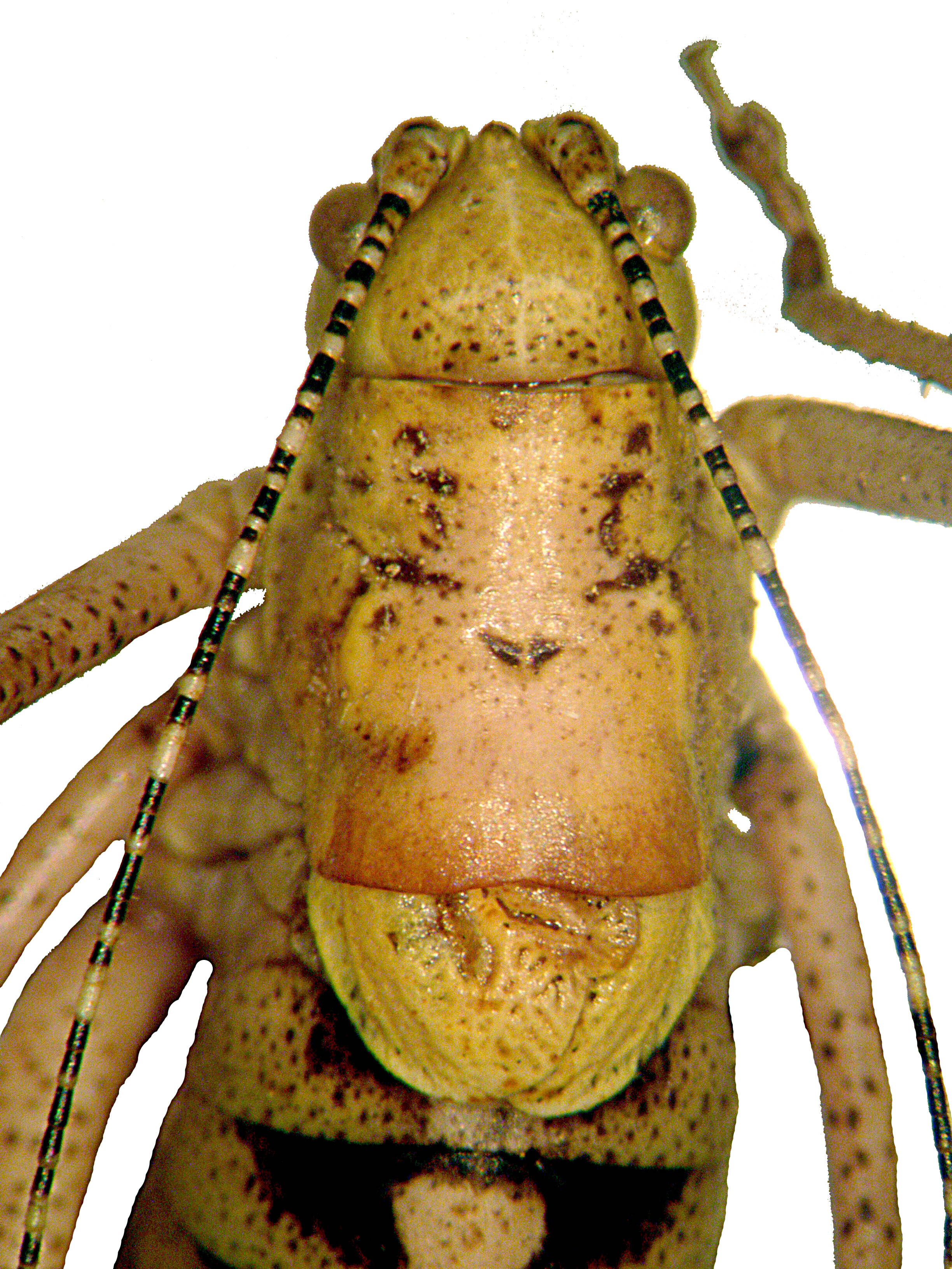 CollectionObject 1598633; 3abe5503-24ae-4c68-a71d-ab4a7de13253: male (holotype) pronotum, dorsal view. (CollectionObject).