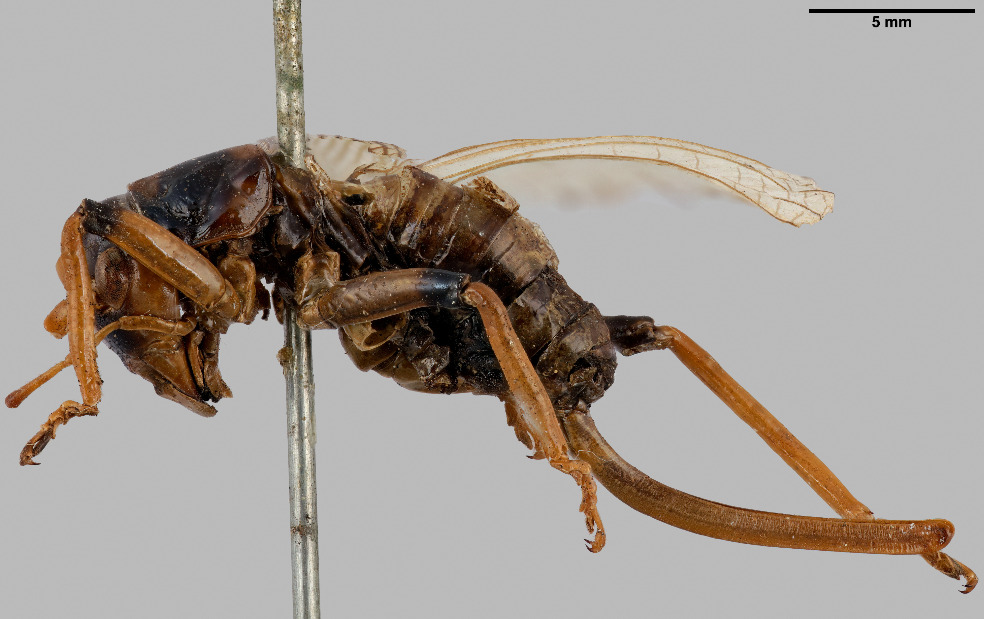 CollectionObject 1538079; 20db3328-83a4-484b-8da1-f3428c86a7fe: Female body, lateral view (holotype). (CollectionObject).