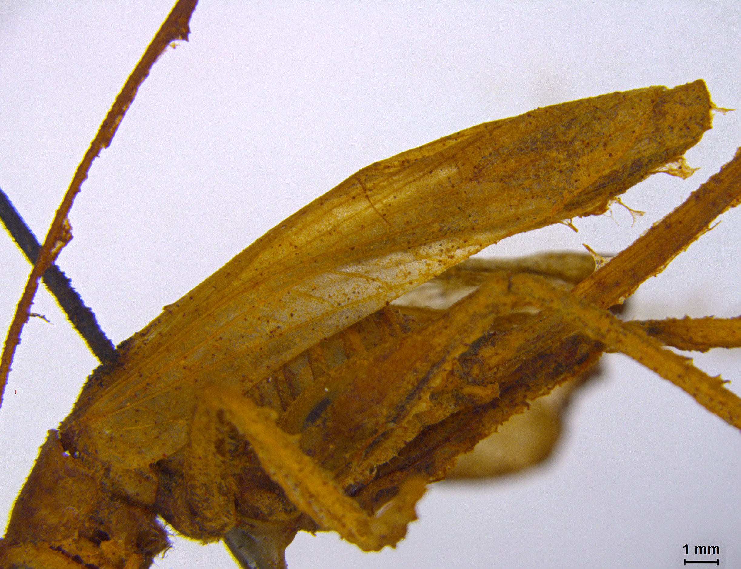 CollectionObject 1542648; 7a0518d1-ebde-45b1-ab57-e75c21cd8fa7, DEES 10150: Female tegmina, lateral view (holotype). (CollectionObject).