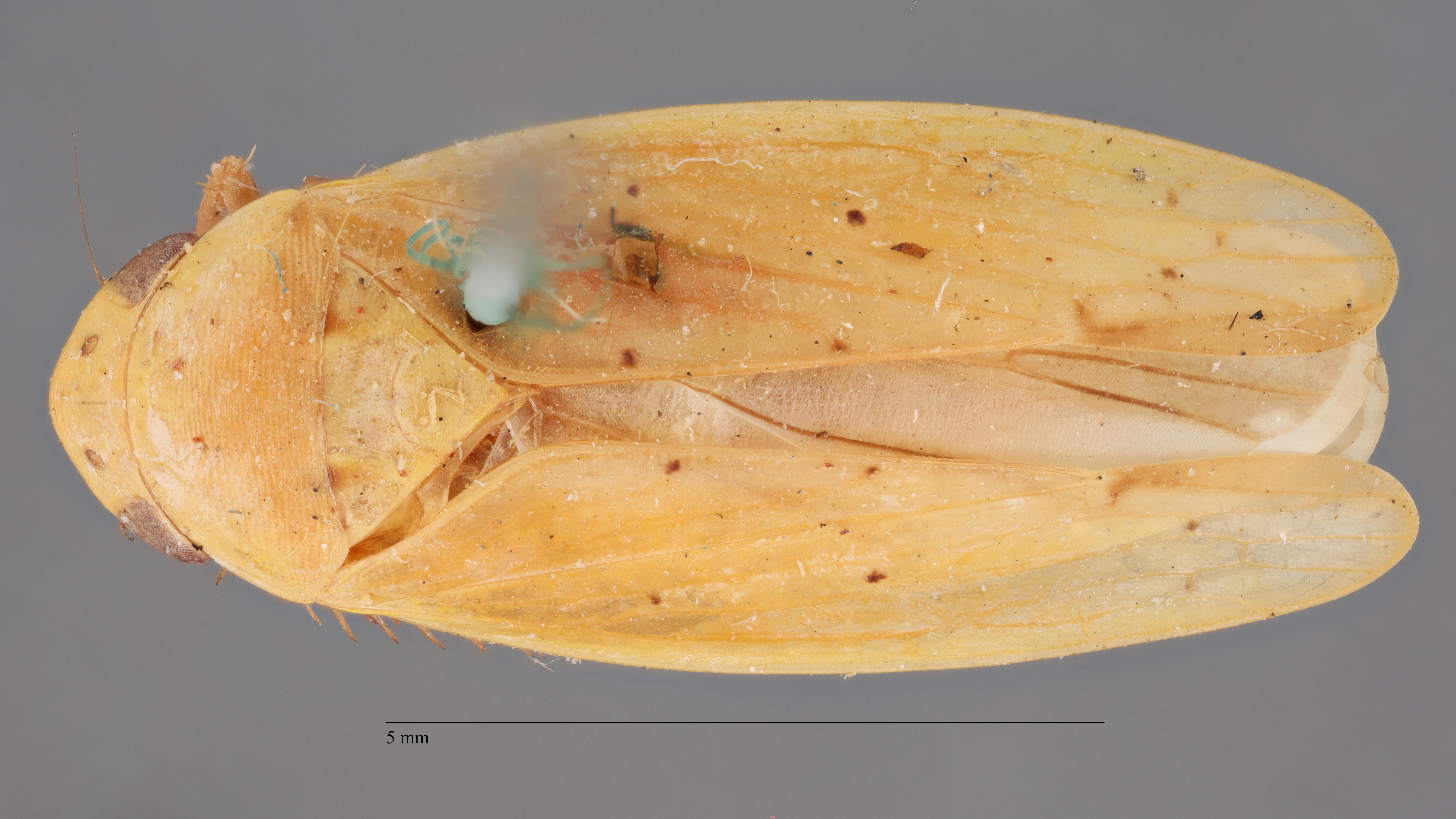Habitus, dorsal view: !! display not done !! on Ponana (Ponana) citrina (Spångberg, 1878): (Observation).