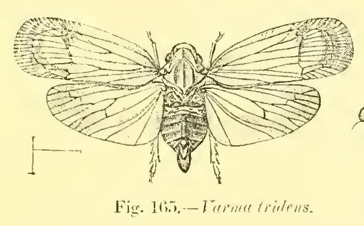Habitus, dorsal view: !! display not done !! on Varma tridens Distant, 1906: (Observation).
