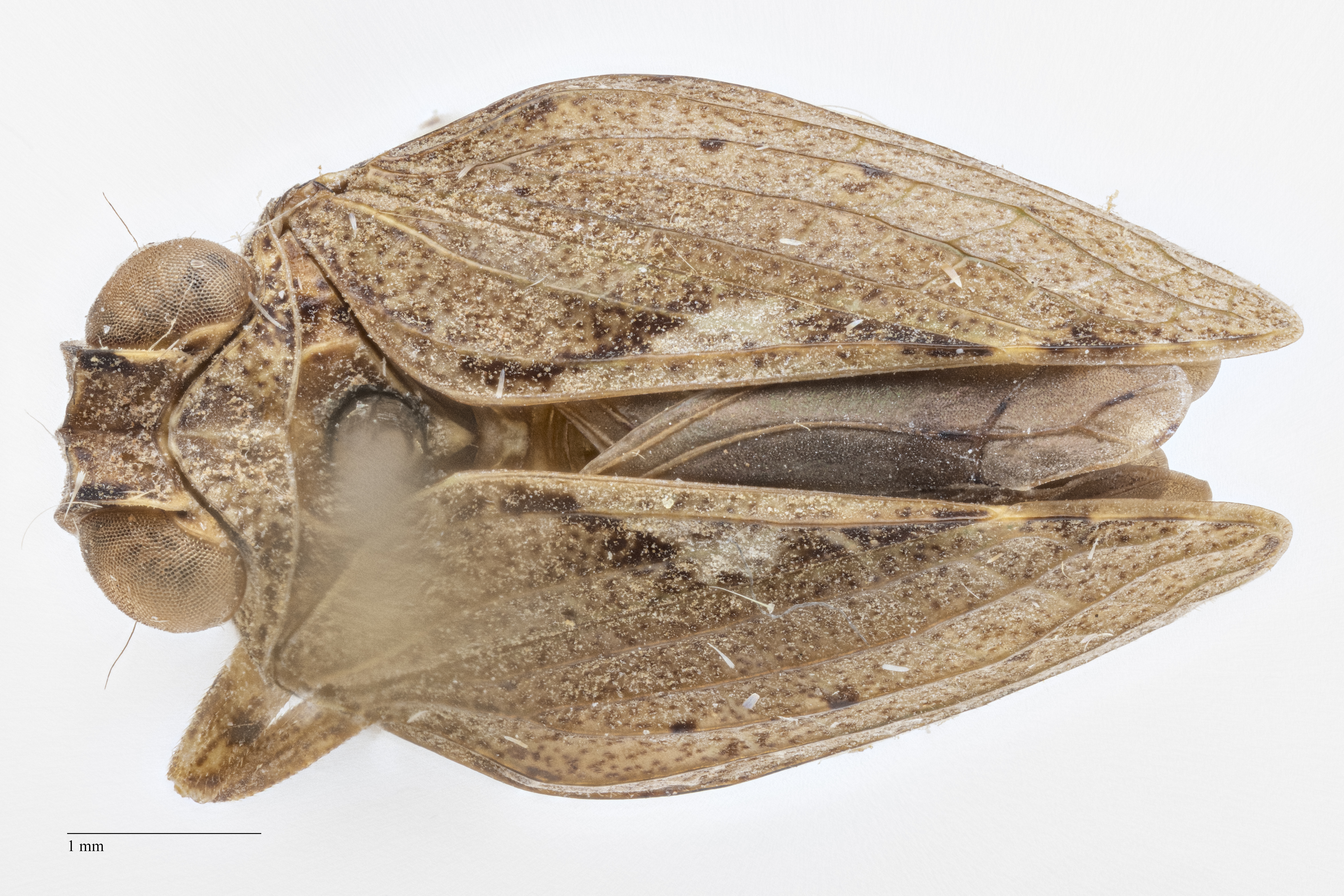 Habitus, dorsal view: !! display not done !! on Thionia obrienae Wilson, 1987: (Observation).