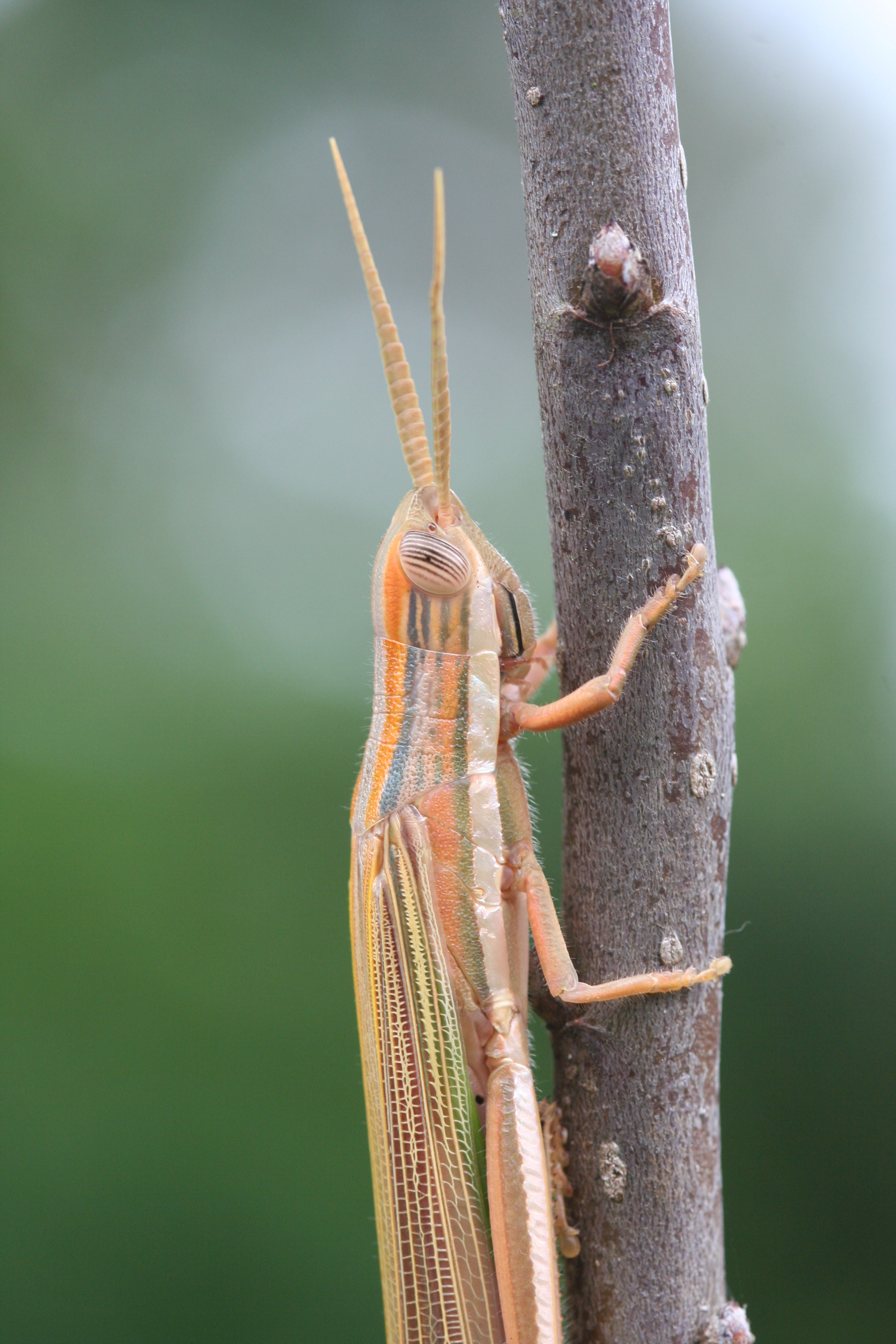 FieldOccurrence 163; b48bc701-26a1-4b3b-bfca-6e47f21bd9e4; Tanzania
eastern slopes Mount Kilimanjaro, 2006/06/07: female, head and pronotum. (FieldOccurrence).