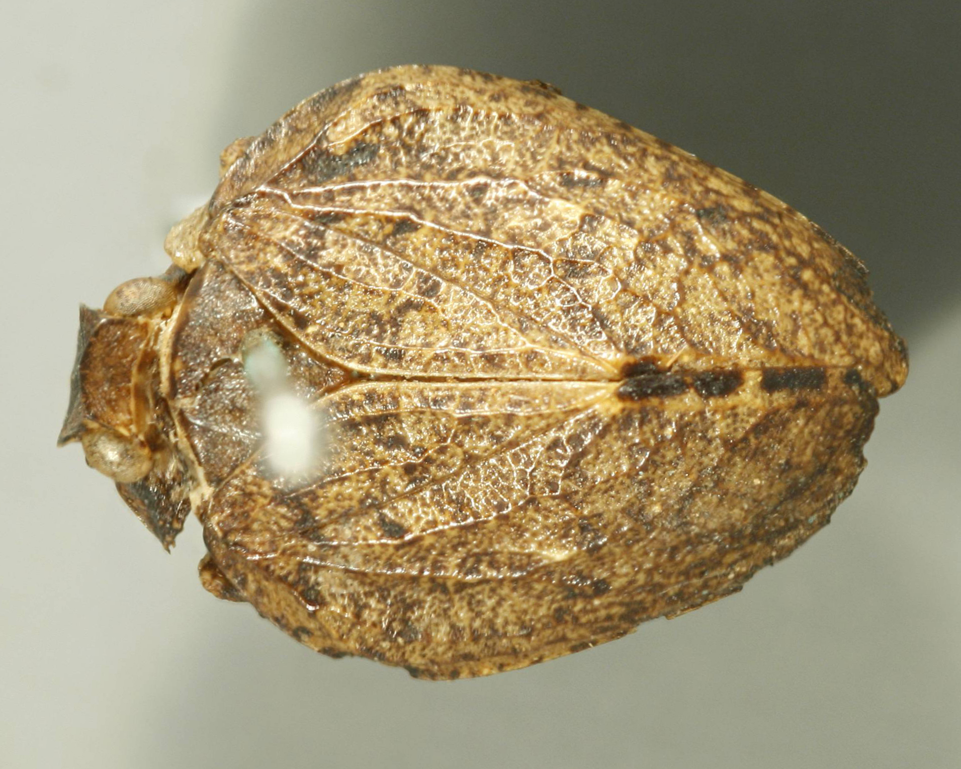 Habitus, dorsal view: (Observation).