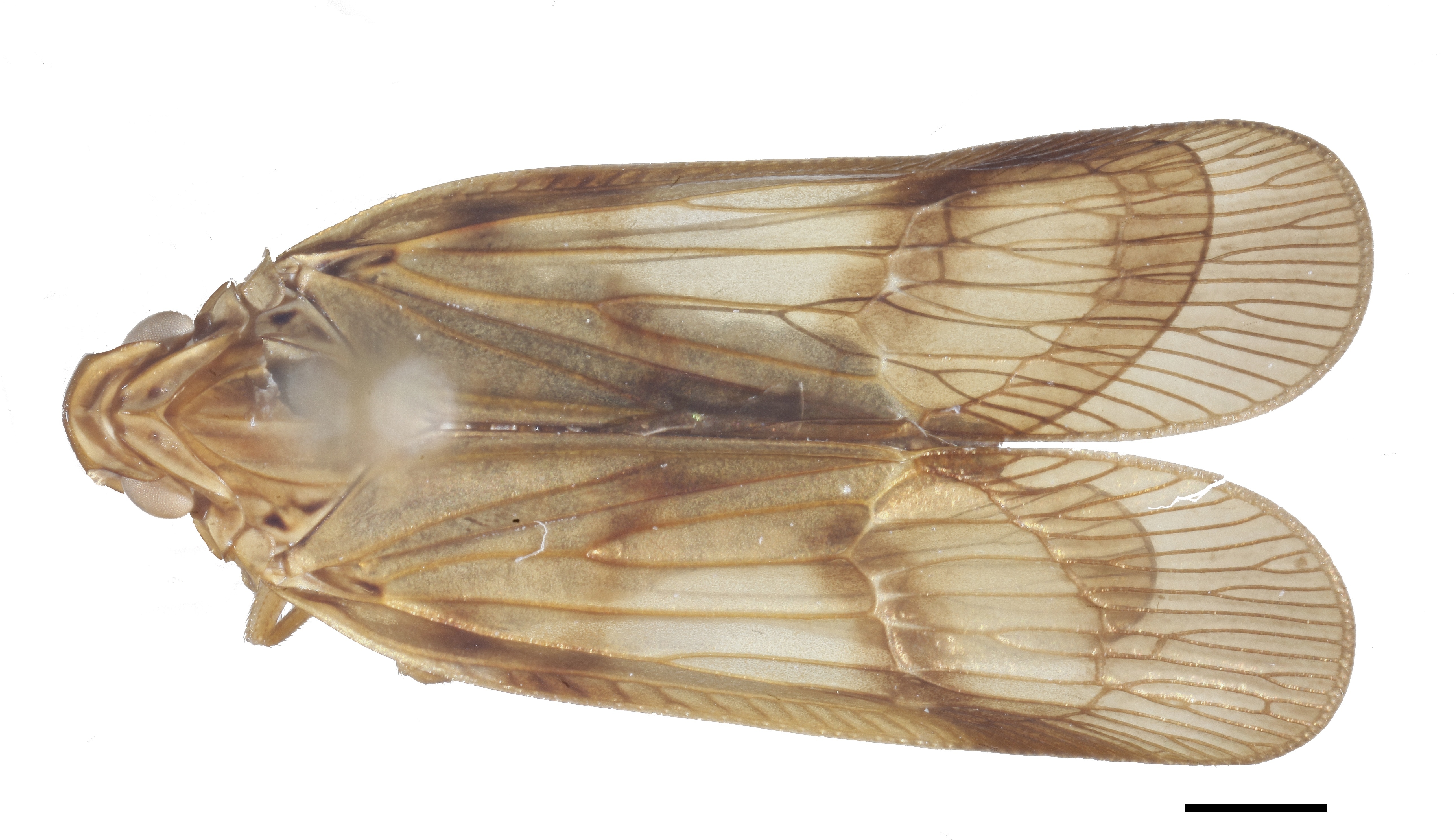 Habitus, dorsal view: !! display not done !! on new species T1: Varma Distant, 1906: female, pinned. (Observation).