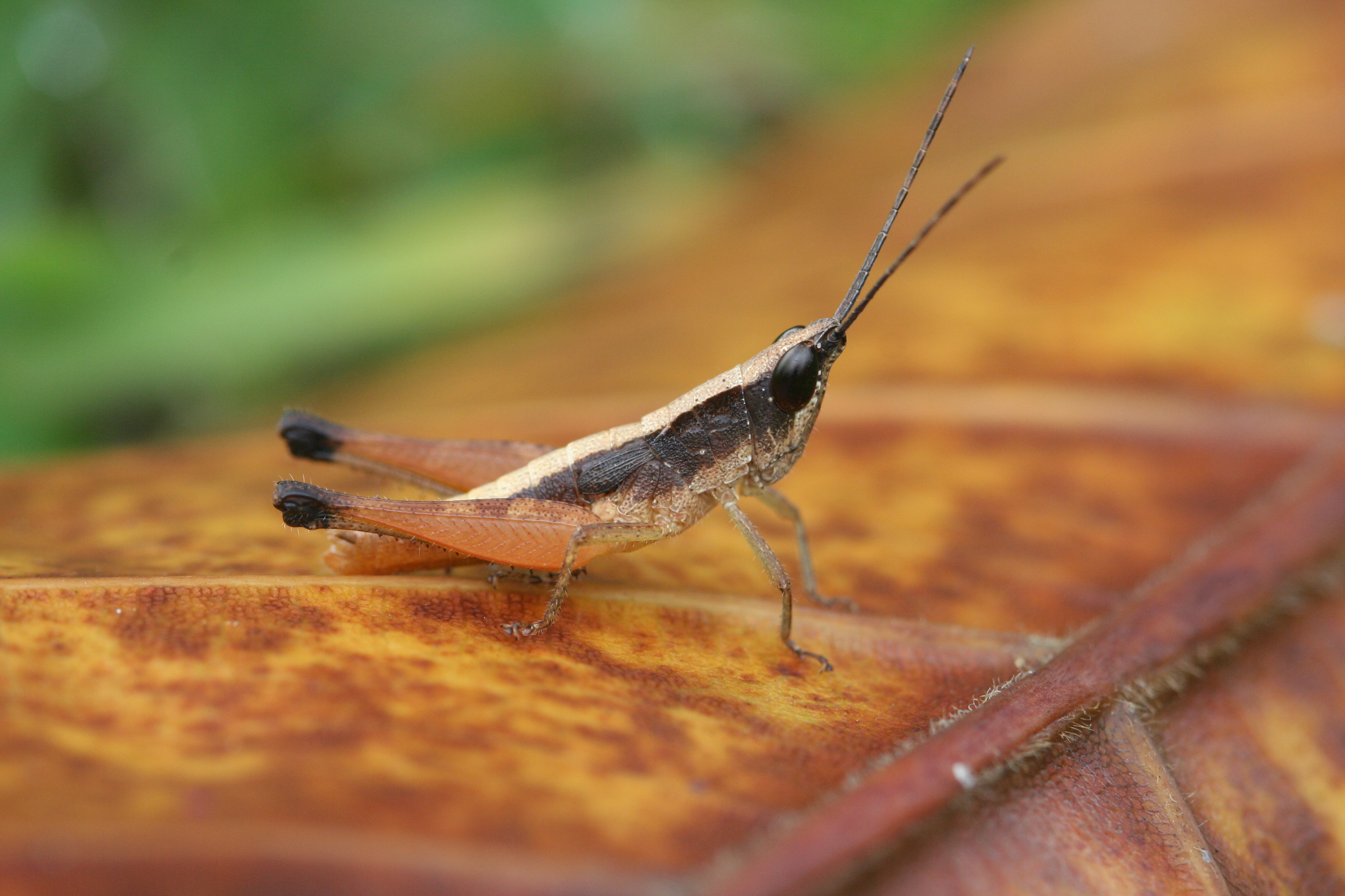 FieldOccurrence 193; 3a722b89-c8bd-49eb-bf3c-8591f6b0808f; Tanzania
Pugu Hills, 2006/10/22: male, lateral view. (FieldOccurrence).