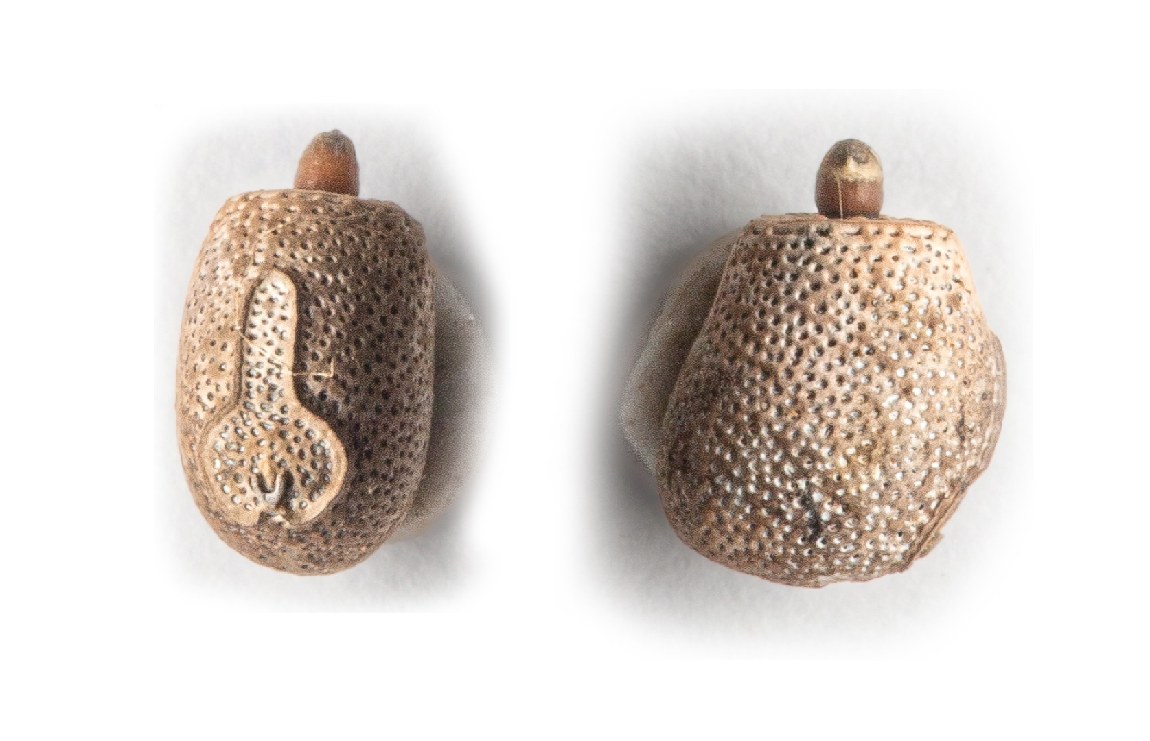 Acrophylla alta Coupland & Emmott, 2025: eggs, copyright Ross Coupland. (Otu).