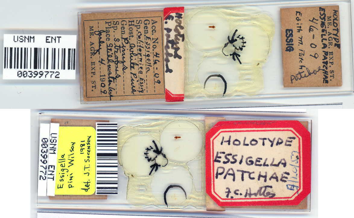 CollectionObject 2321821; e8a5a823-d6ac-40ee-91b2-9cf893052bd7, USNM 00399772: (CollectionObject).