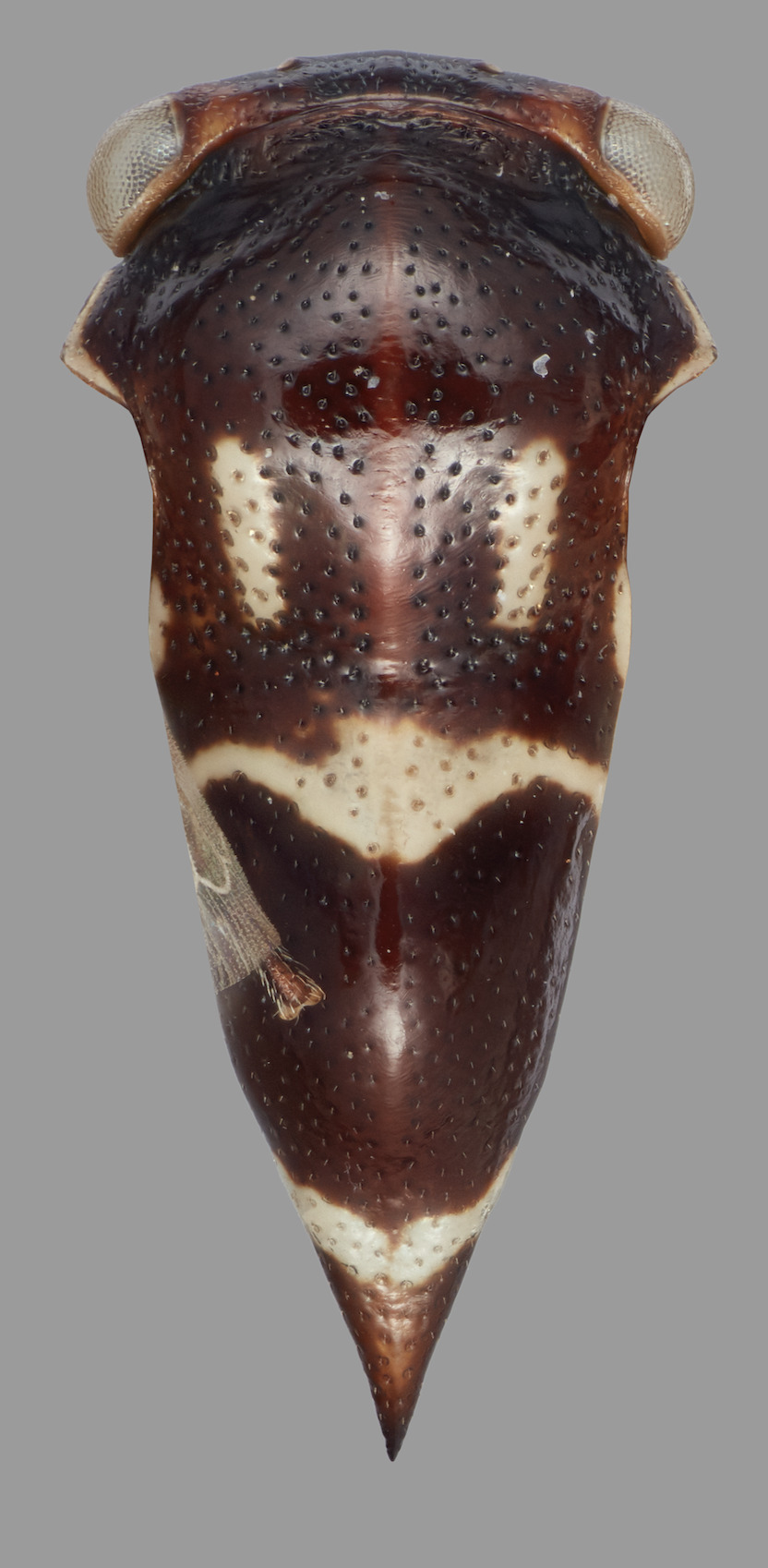 Habitus, dorsal view: !! display not done !! on Quadrinarea perezi Ramos Alemar, 1990: male. (Observation).