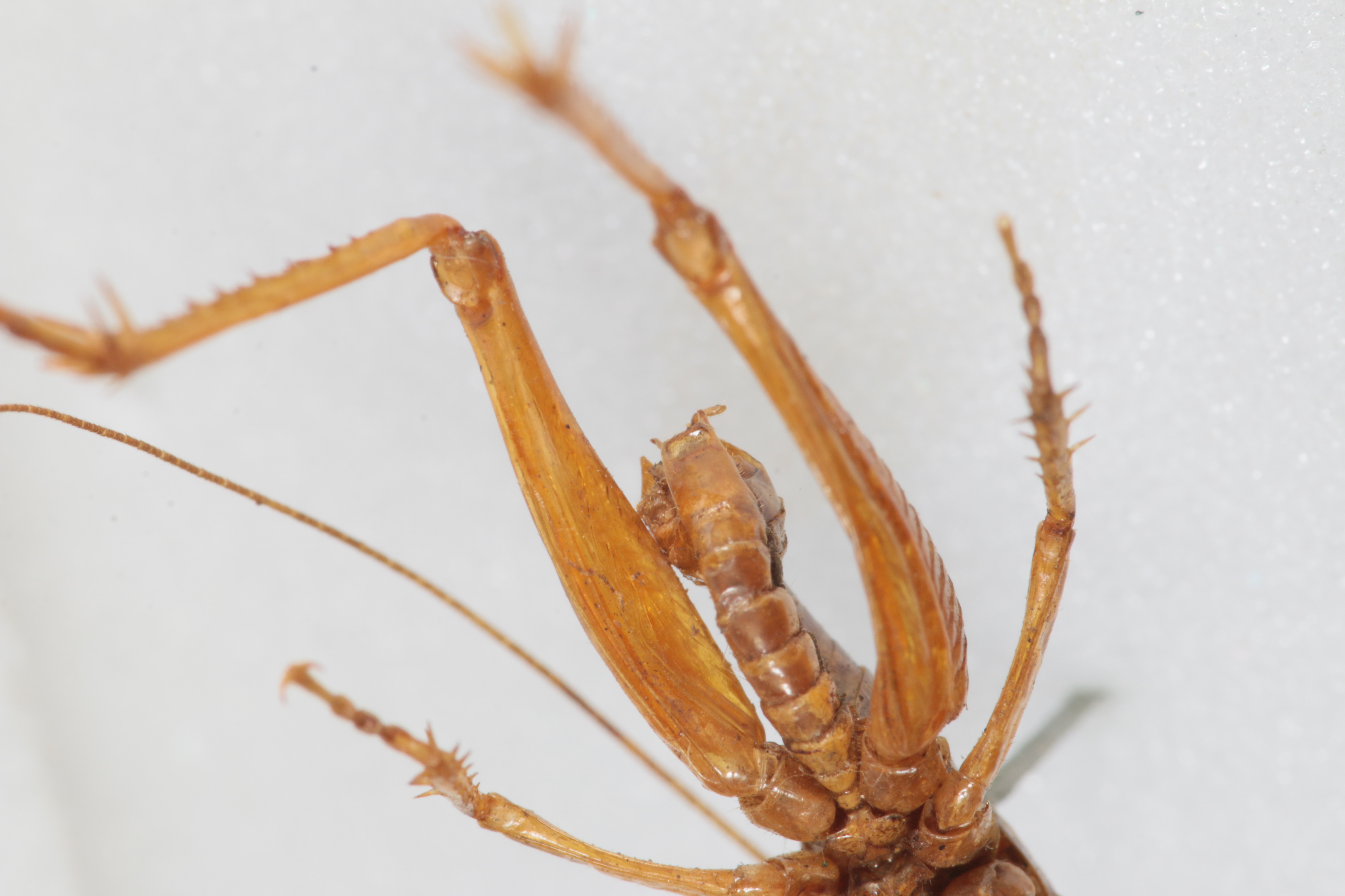 CollectionObject 1505603; 7741bc0a-4722-4476-86be-f9560a86c336: Male, ventral view (syntype). (CollectionObject).