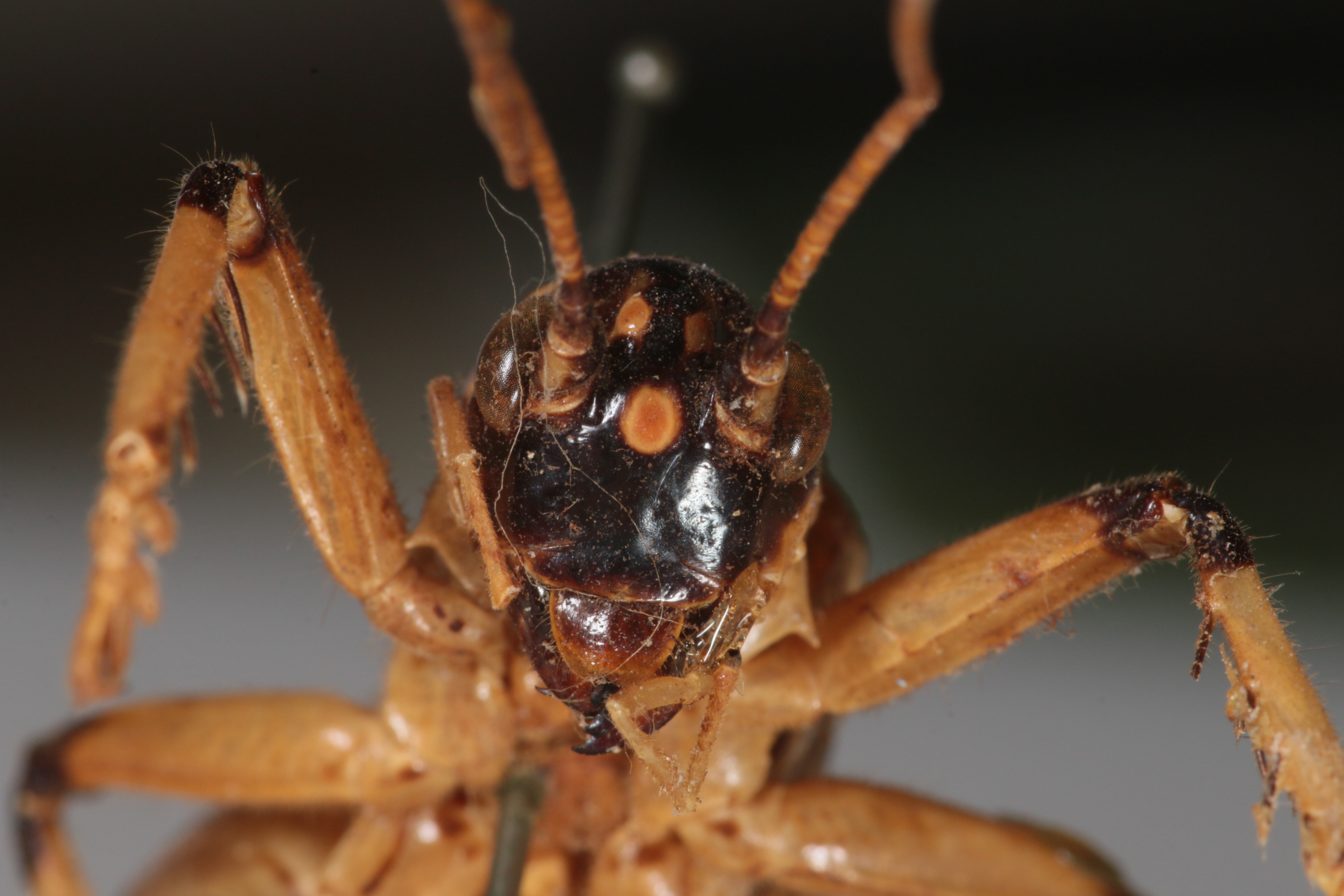 CollectionObject 1505573; d6cf464d-97e0-4b8e-81a9-007331000598: Female, anterior view (syntype). (CollectionObject).