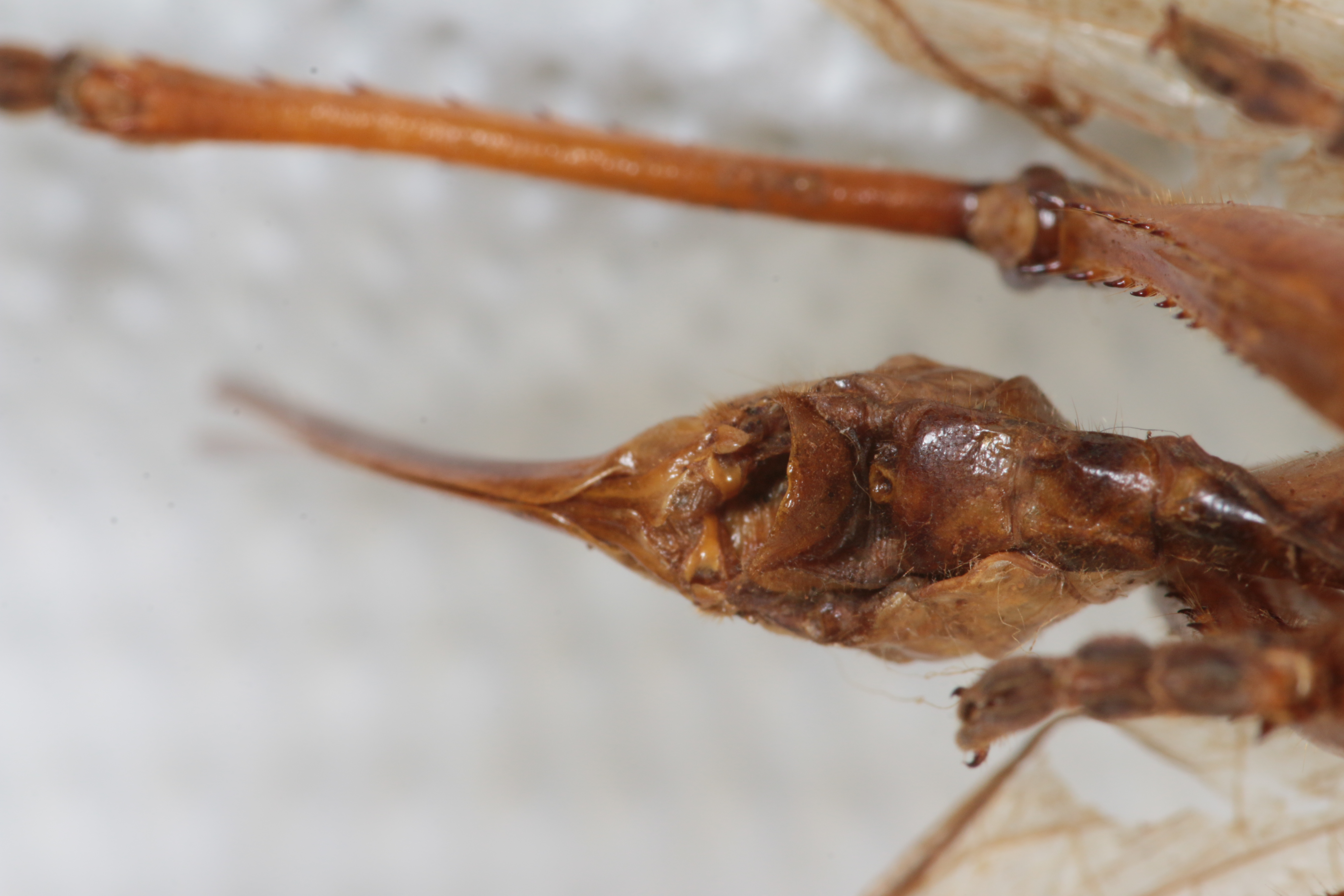 CollectionObject 1505578; 69c03974-eb45-4734-a573-8b8bffe47d8b: Female, ventral view (holotype). (CollectionObject).