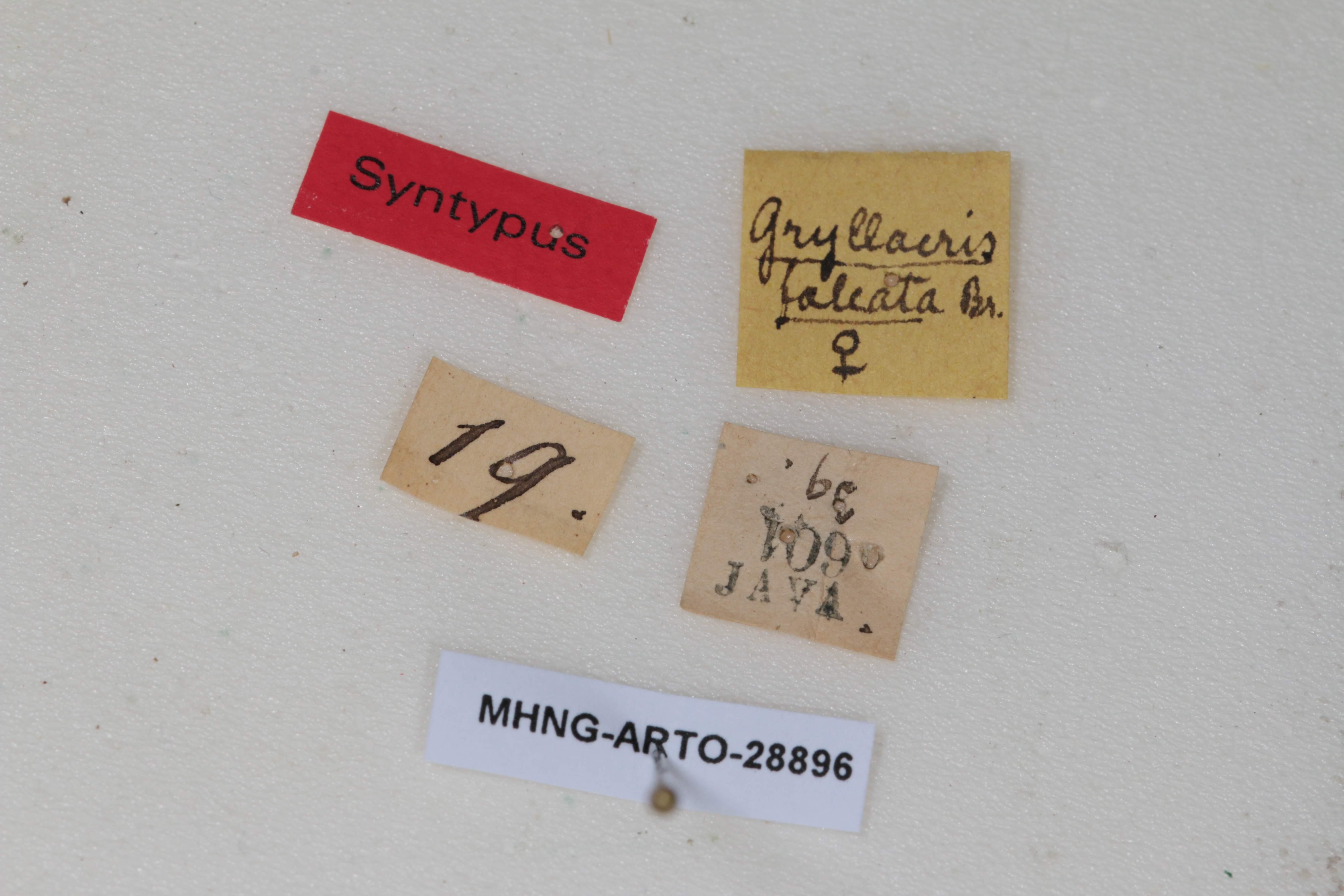 CollectionObject 1505638; 0bbf1226-1d82-4644-b188-e18f054a49e6: Female, labels (syntype). (CollectionObject).