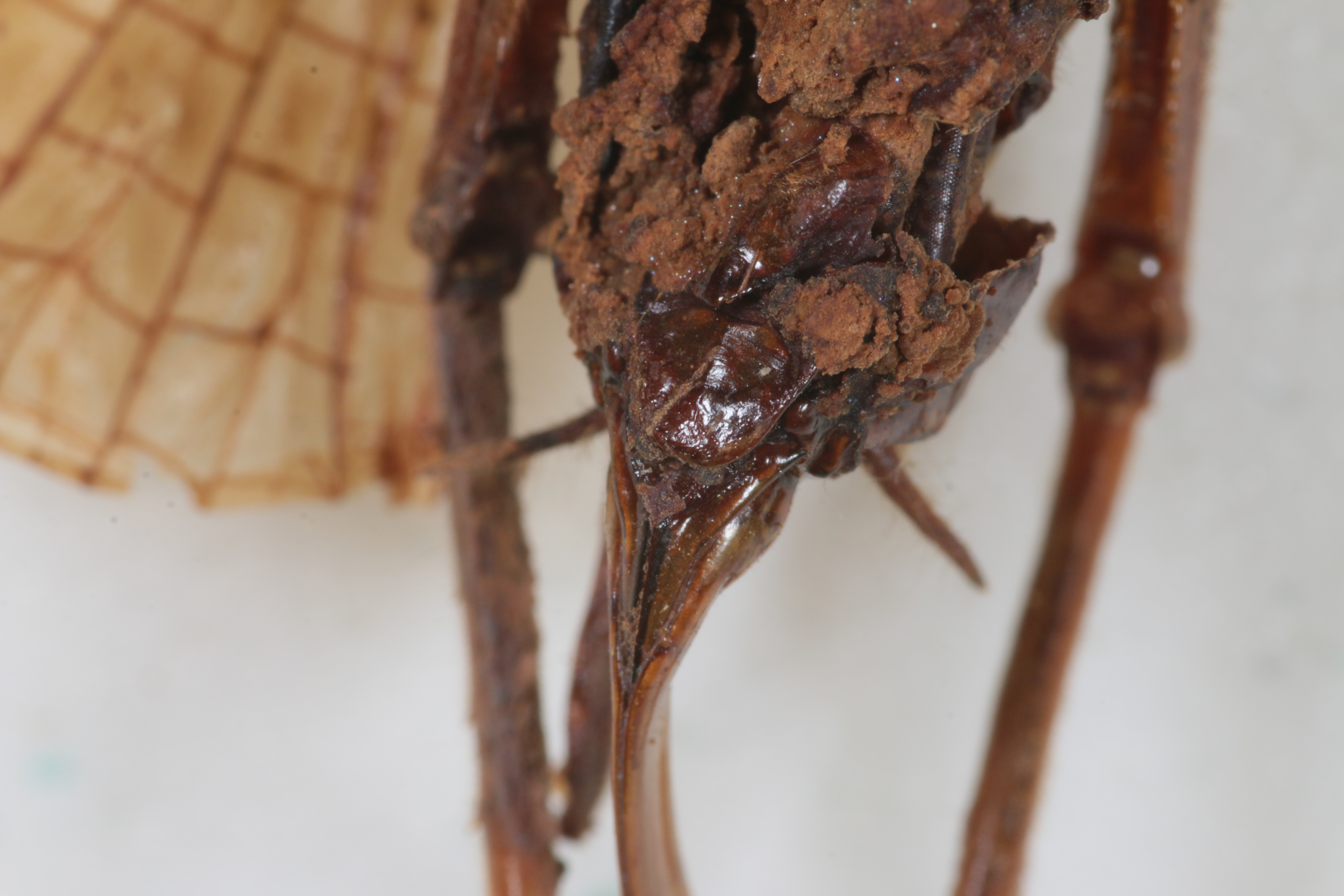 CollectionObject 1505581; b3e6116d-3f53-4a8f-9c00-4a7bebb5c046: female, ventral view (holotype). (CollectionObject).