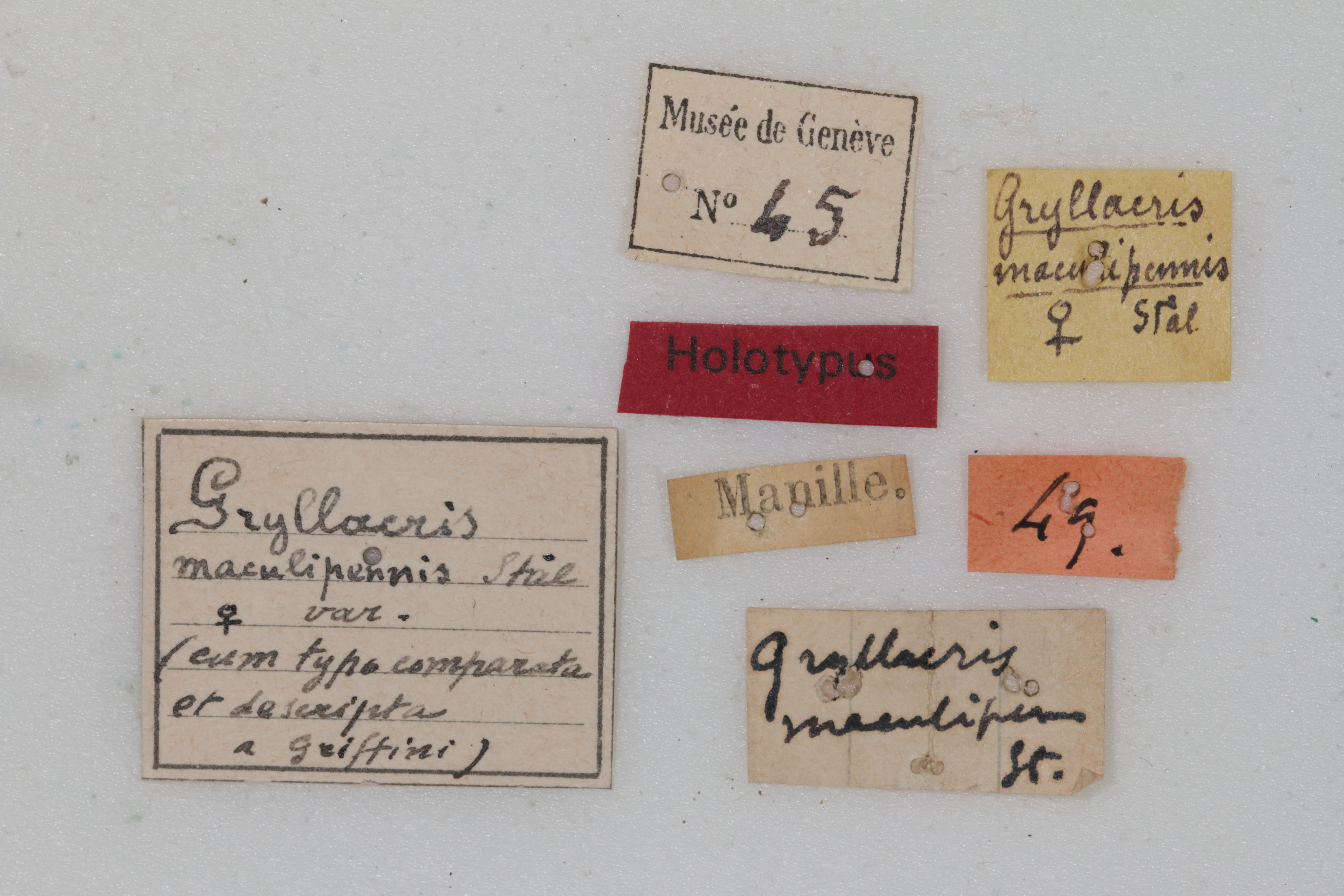 CollectionObject 1505605; 3296bc1d-3a07-4e68-8d5f-d0d99e751f4e: female, labels (holotype). (CollectionObject).