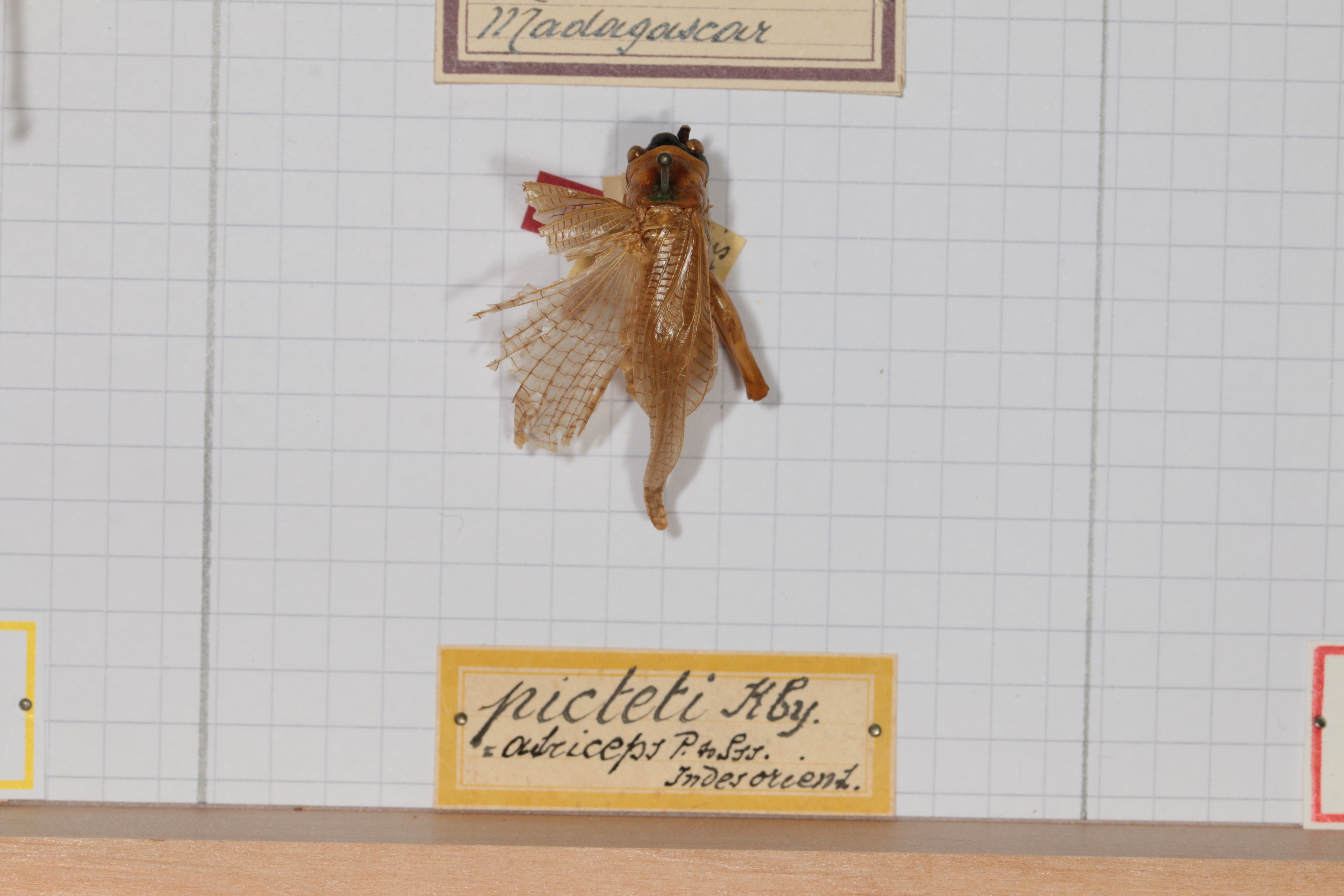 CollectionObject 1505571; b60adc6f-c0f9-4213-8d9c-0cf67bc8d262: female, on drawer (holotype). (CollectionObject).