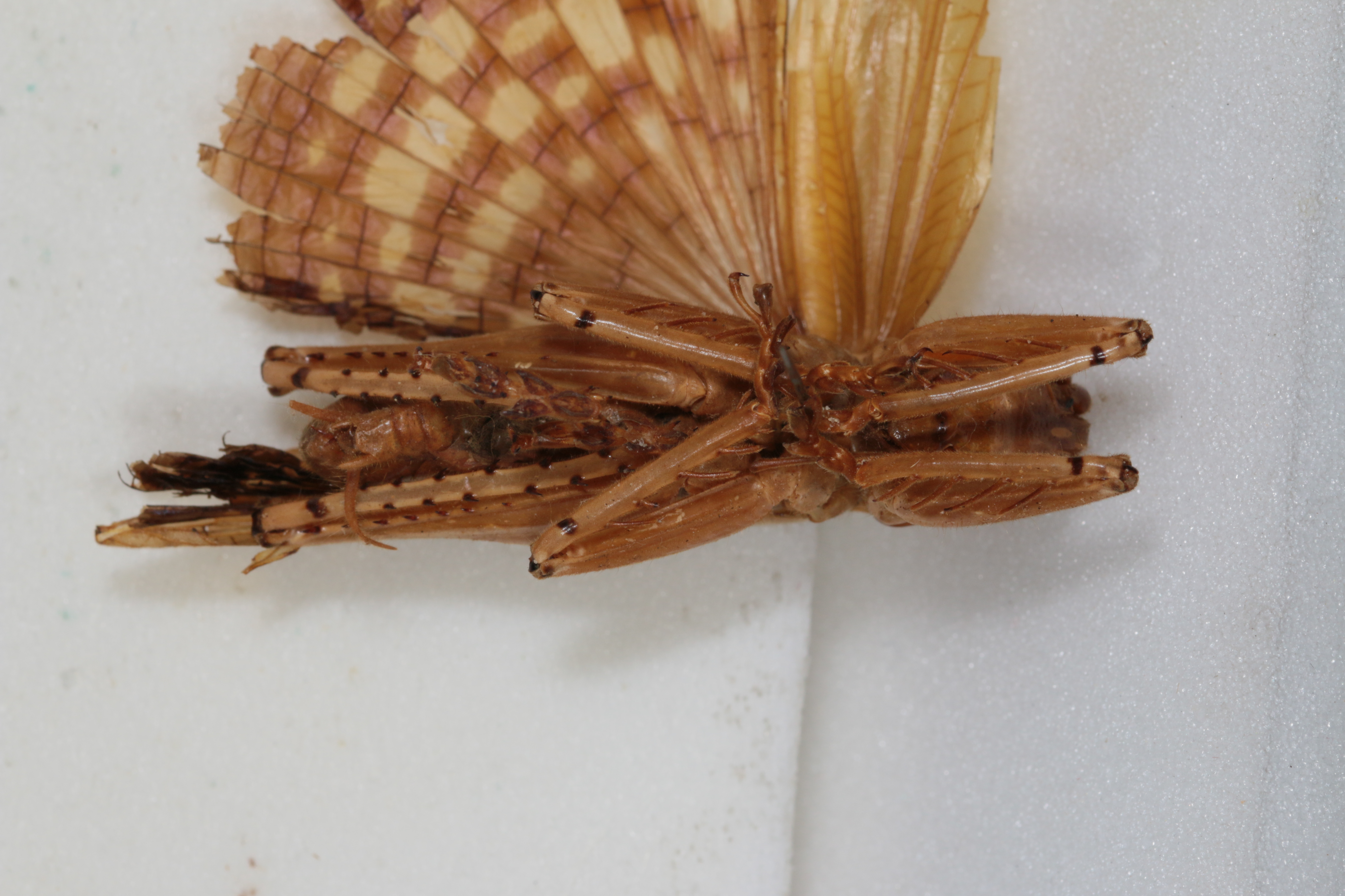 CollectionObject 1505583; 404978ed-e779-4042-93bb-7b9ffa39a033: male, ventral view (syntype). (CollectionObject).