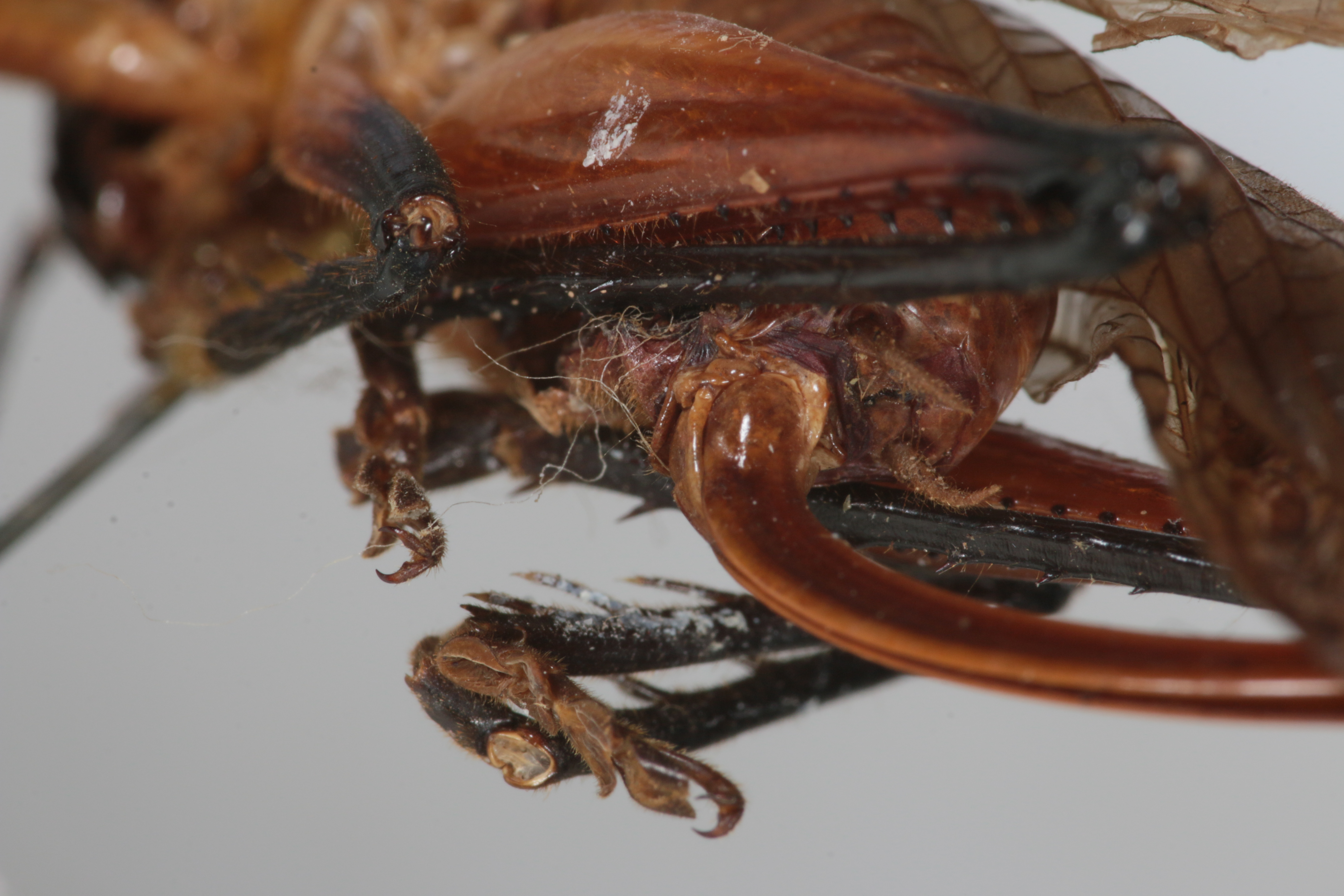 CollectionObject 1505595; 8209b147-3ead-4b8c-9622-f0fc486601df: female, posterior view (holotype). (CollectionObject).