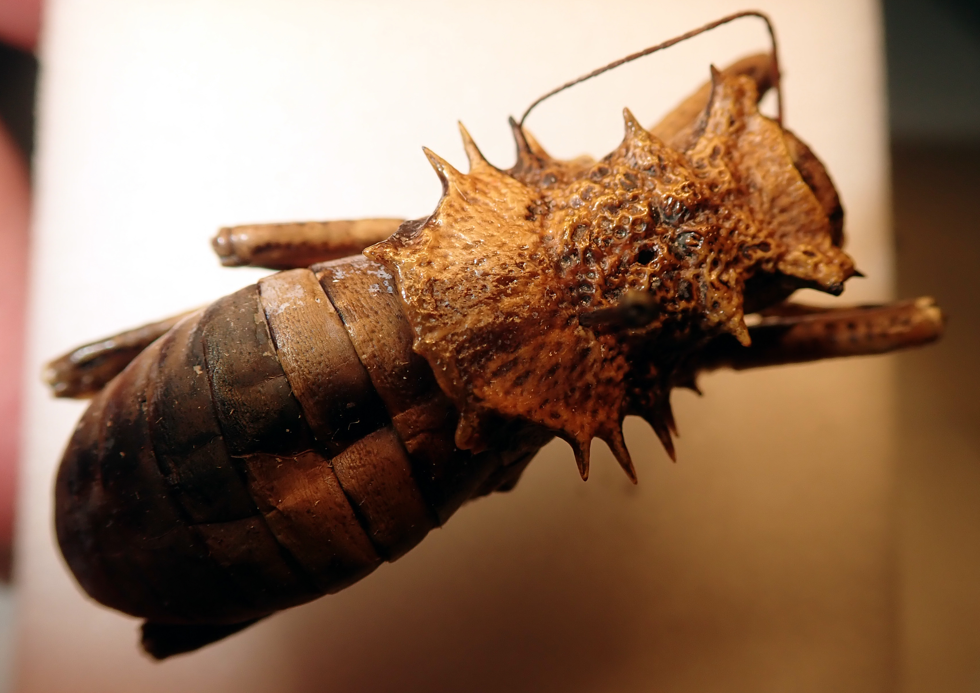 CollectionObject 2425057; bba66347-37bc-49ba-92a8-a73be42d9775: male, pronotum, dorsal view. (CollectionObject).