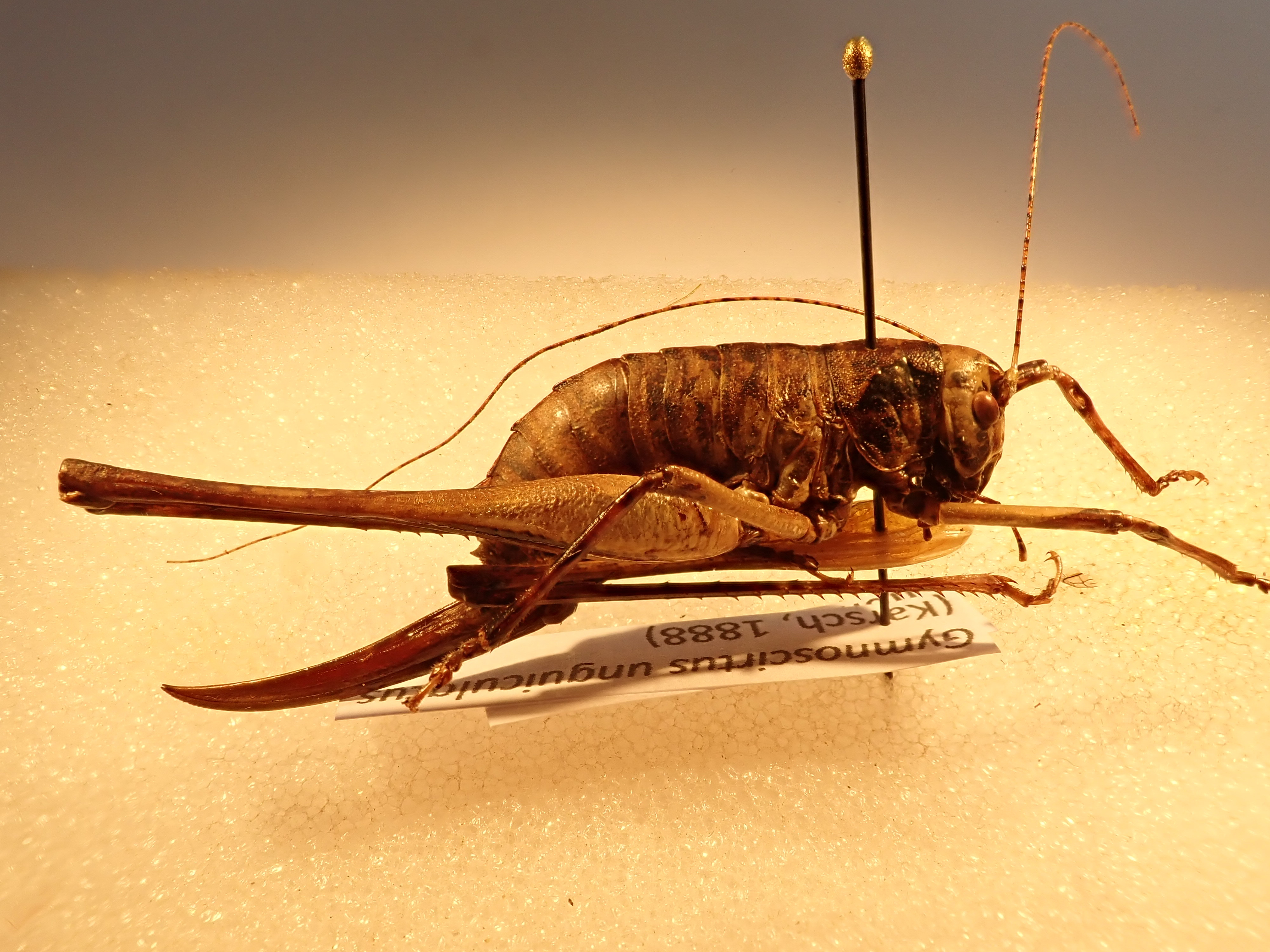 CollectionObject 2426941; ded58554-9aa2-4b16-b6a4-95e86a25a978: female, lateral view. (CollectionObject).