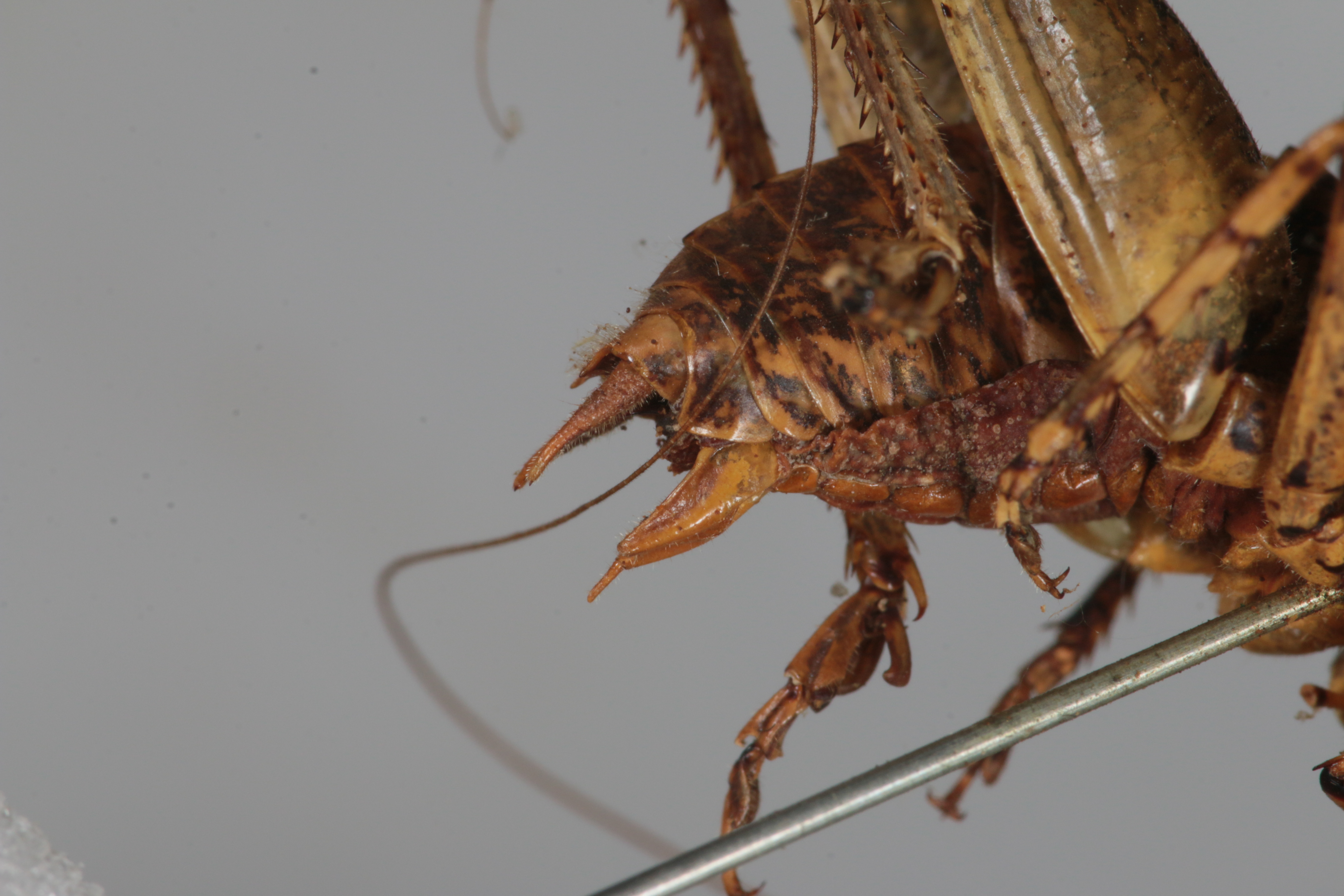 CollectionObject 1505836; bb6c90b3-dc1c-477a-bc51-c27b0a36fc50: male, lateral view (syntype). (CollectionObject).