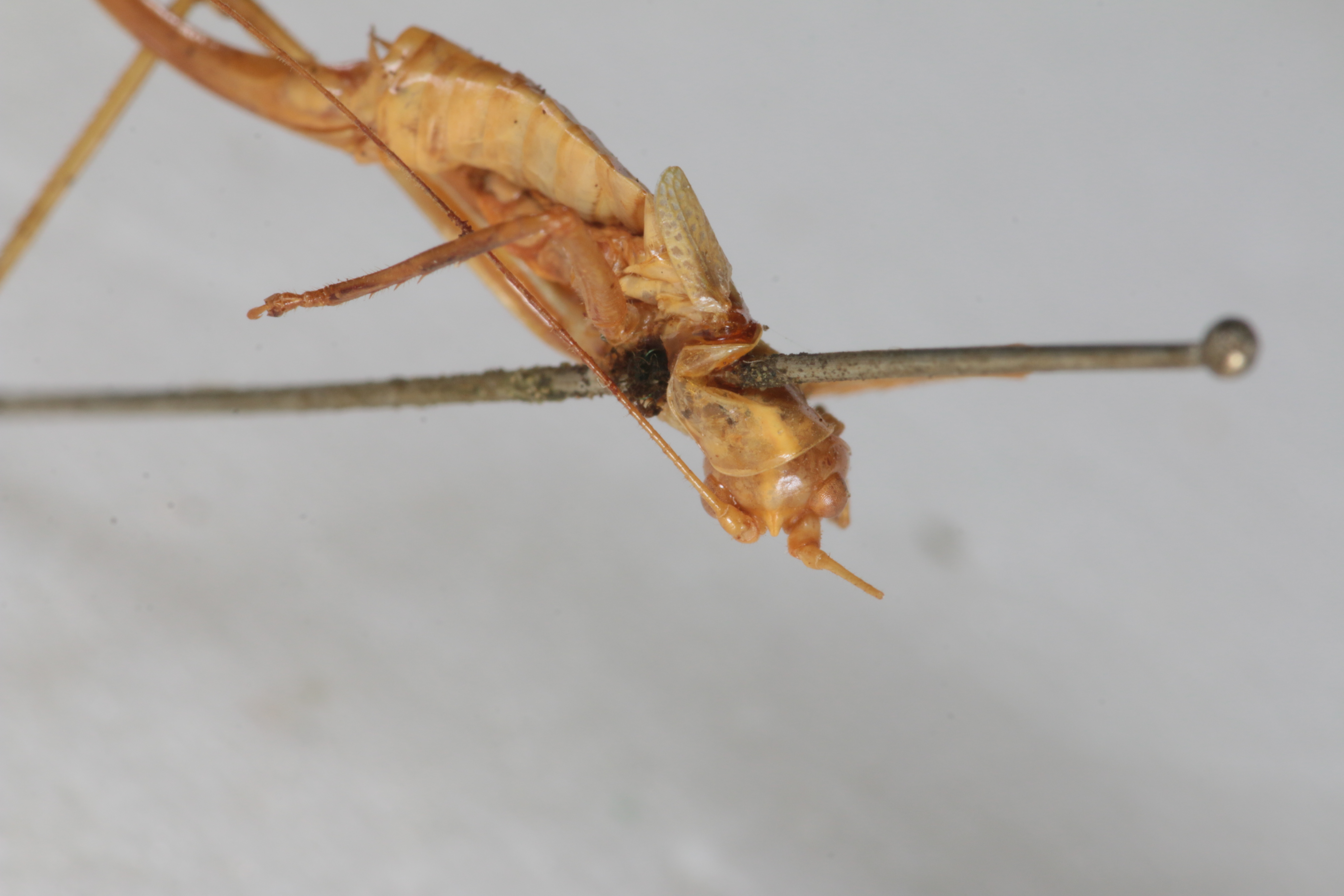 CollectionObject 1505718; 78f218fc-0a3c-4770-9c35-44d11d5b5889: female, dorsal view (holotype). (CollectionObject).