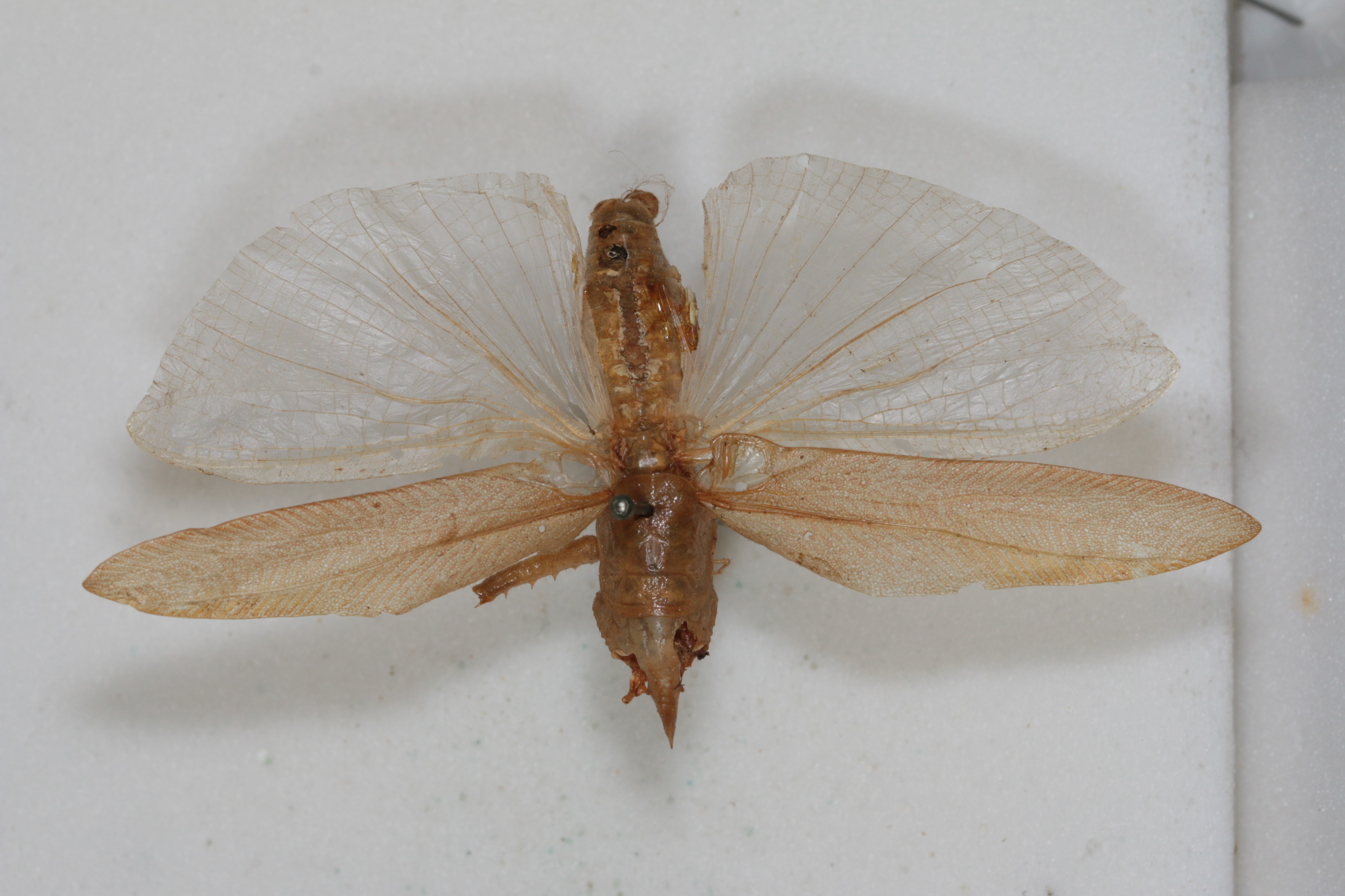 CollectionObject 1505689; 5dfb6dee-135d-4e8b-879a-ba453785f1e5: male, dorsal view (syntype). (CollectionObject).