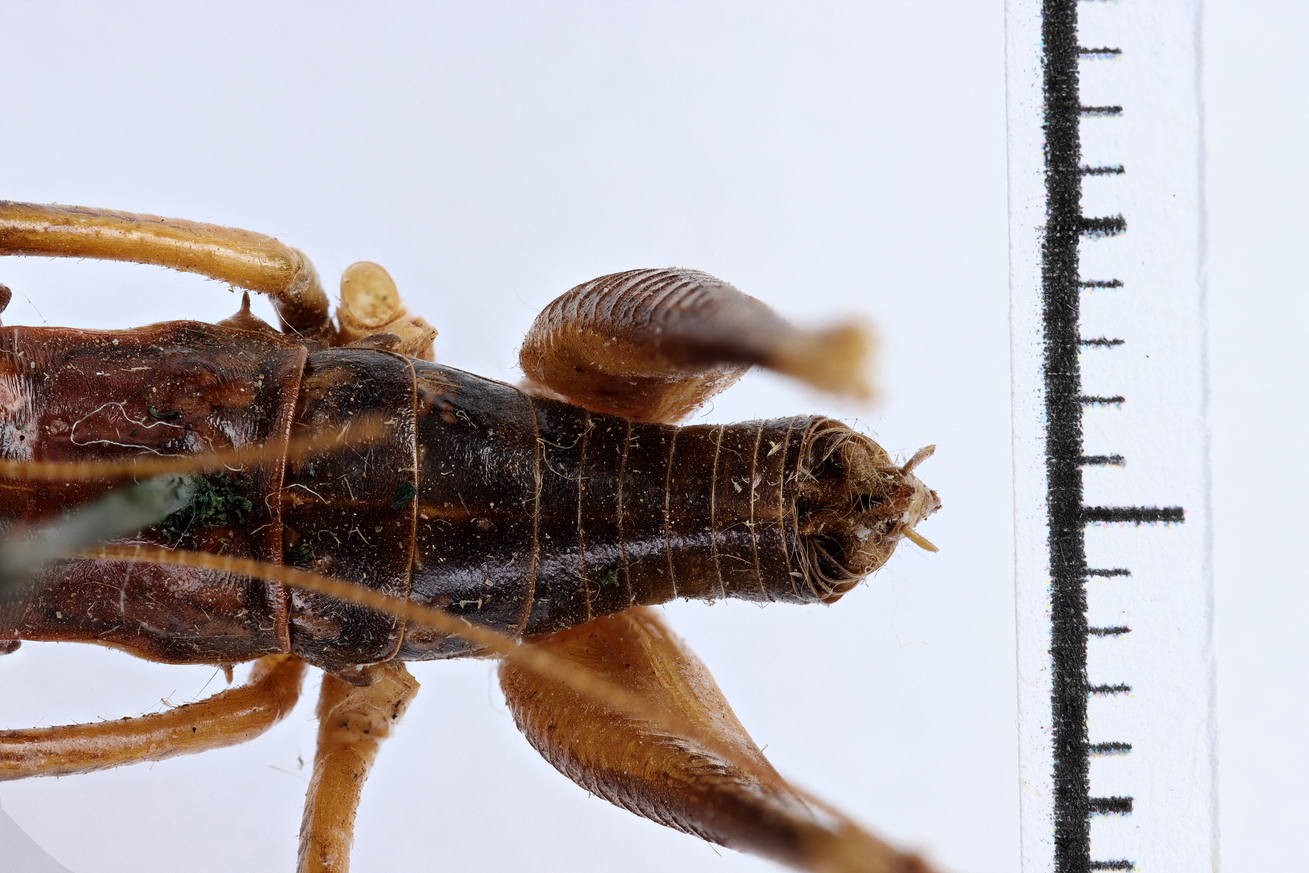 CollectionObject 1505606; bc463918-dc15-47fd-a268-c3531eb2c5bc: male, dorsal view (holotype). (CollectionObject).