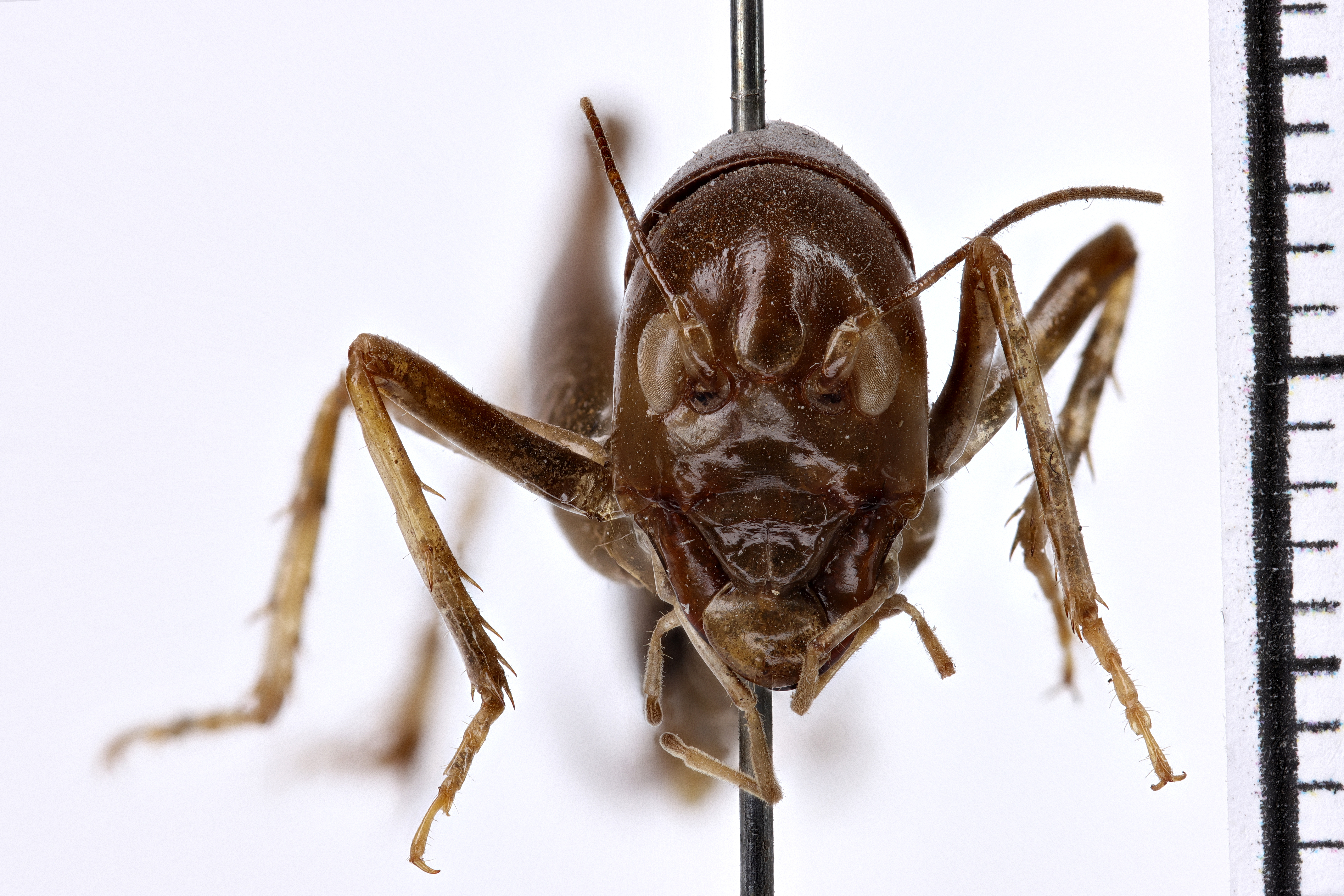 CollectionObject 1505607; b4773f29-a327-4516-94ff-1089d58ff827: female, anterior view (syntype). (CollectionObject).