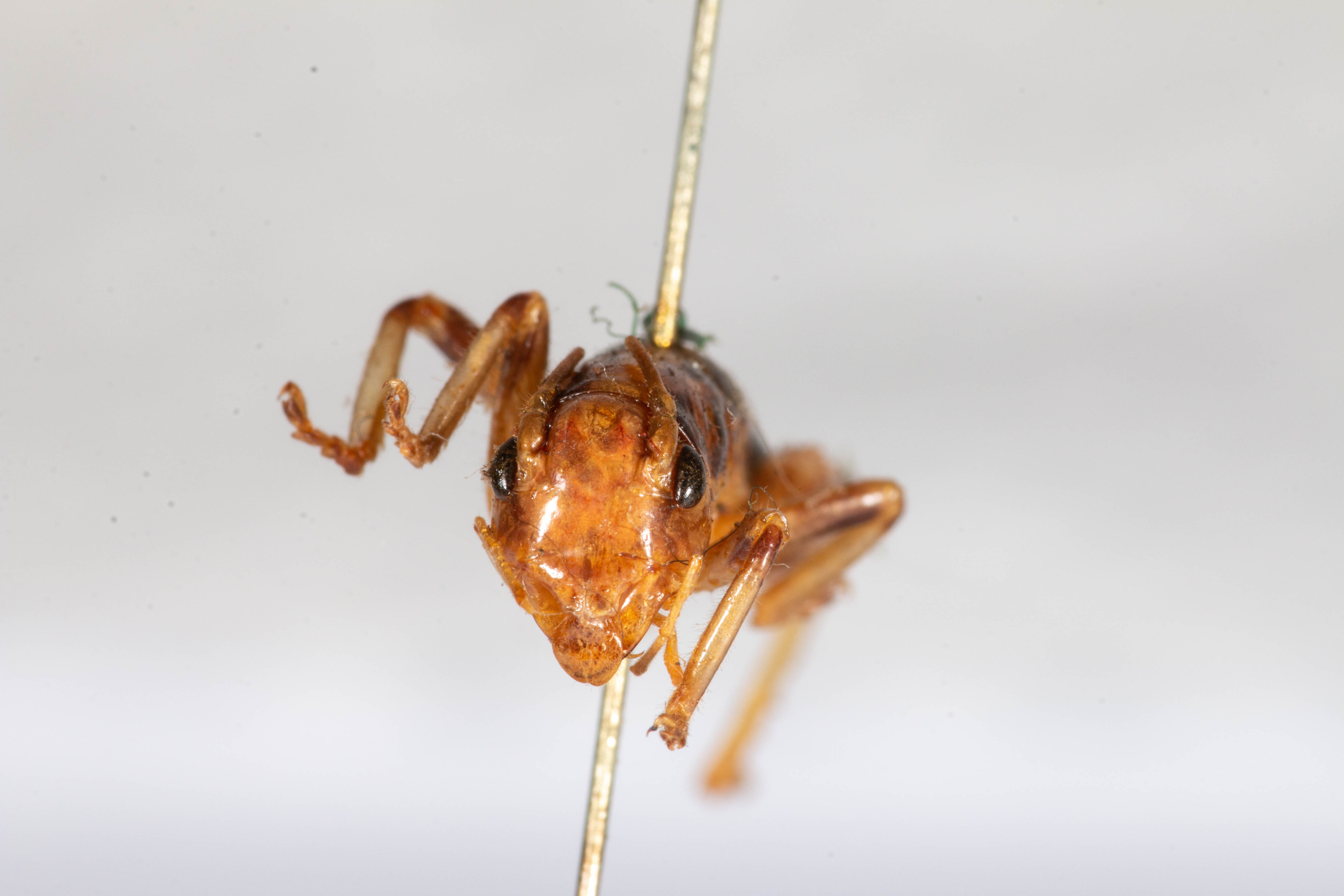 CollectionObject 1531191; 01001694-611d-4deb-805b-7934f9626fc8: male, anterior view (holotype). (CollectionObject).