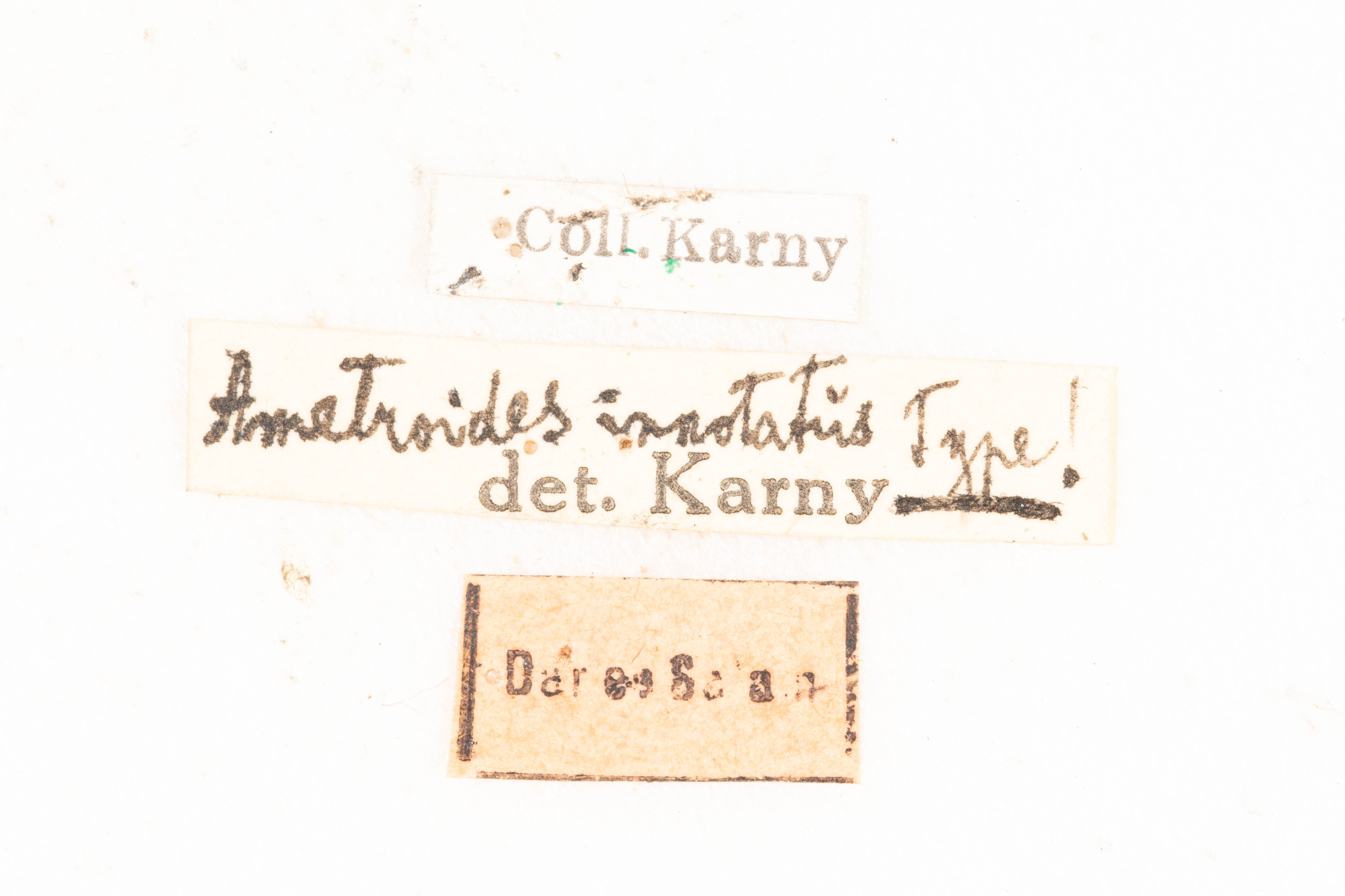 CollectionObject 1531192; a98131b5-0094-4ddd-a50d-6b0ccf725323: female, labels (holotype). (CollectionObject).