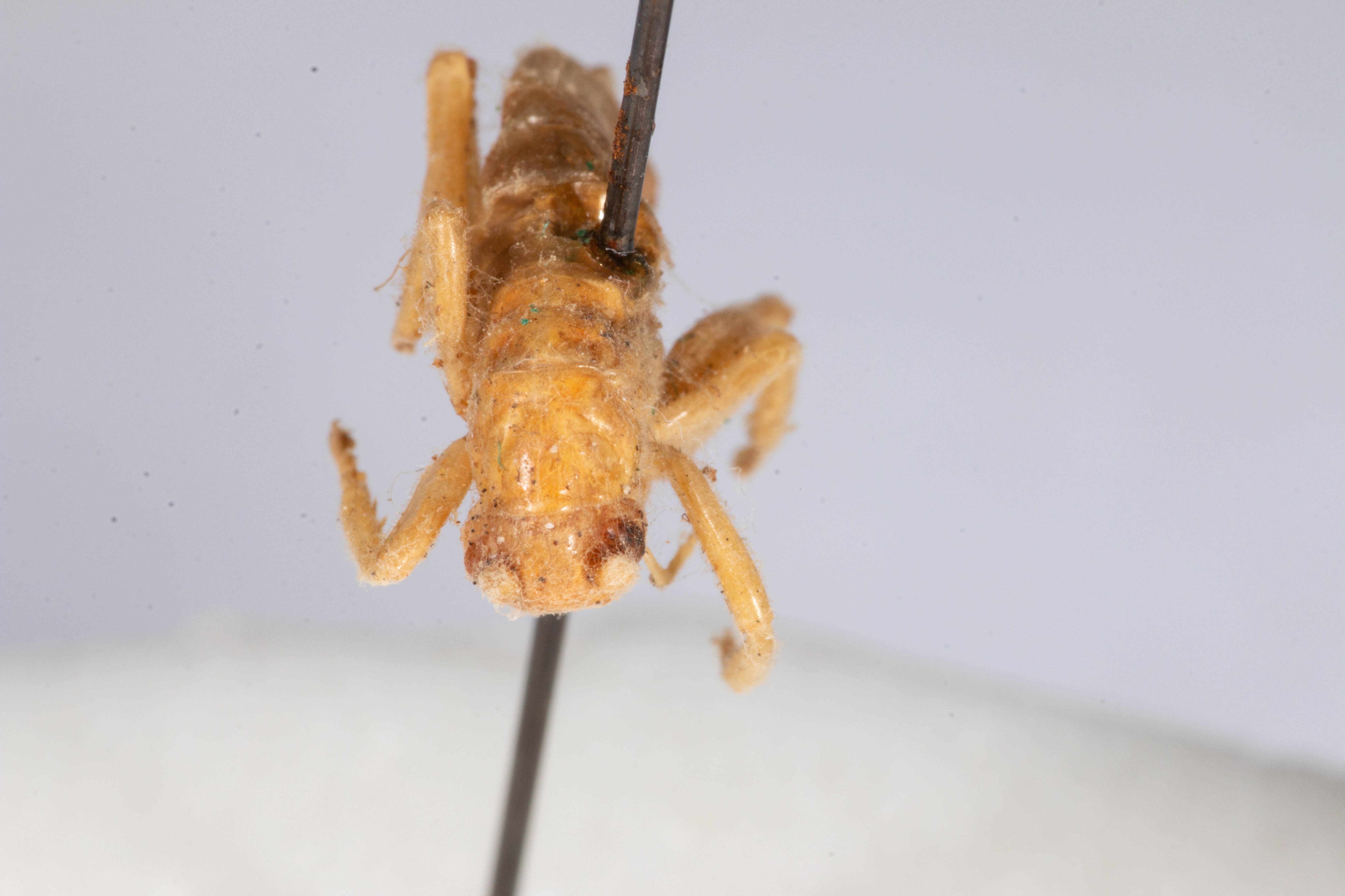 CollectionObject 1531193; c0ca01db-c9df-4703-9cd8-6a15e5ed9722: female, dorsal view (holotype). (CollectionObject).