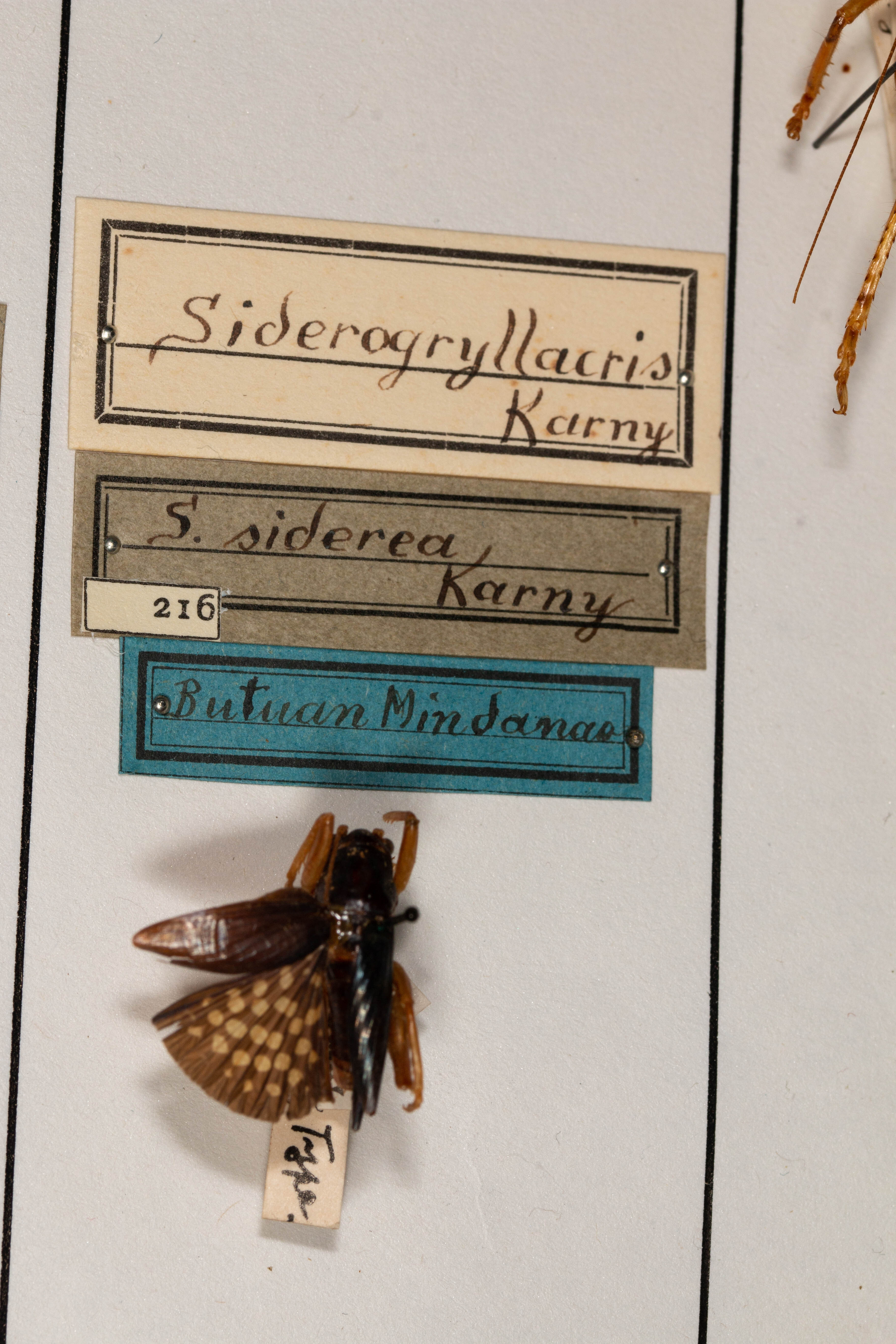 CollectionObject 1531178; 619395ac-4583-40c9-8695-d931579130f0: male, on drawer (holotype). (CollectionObject).