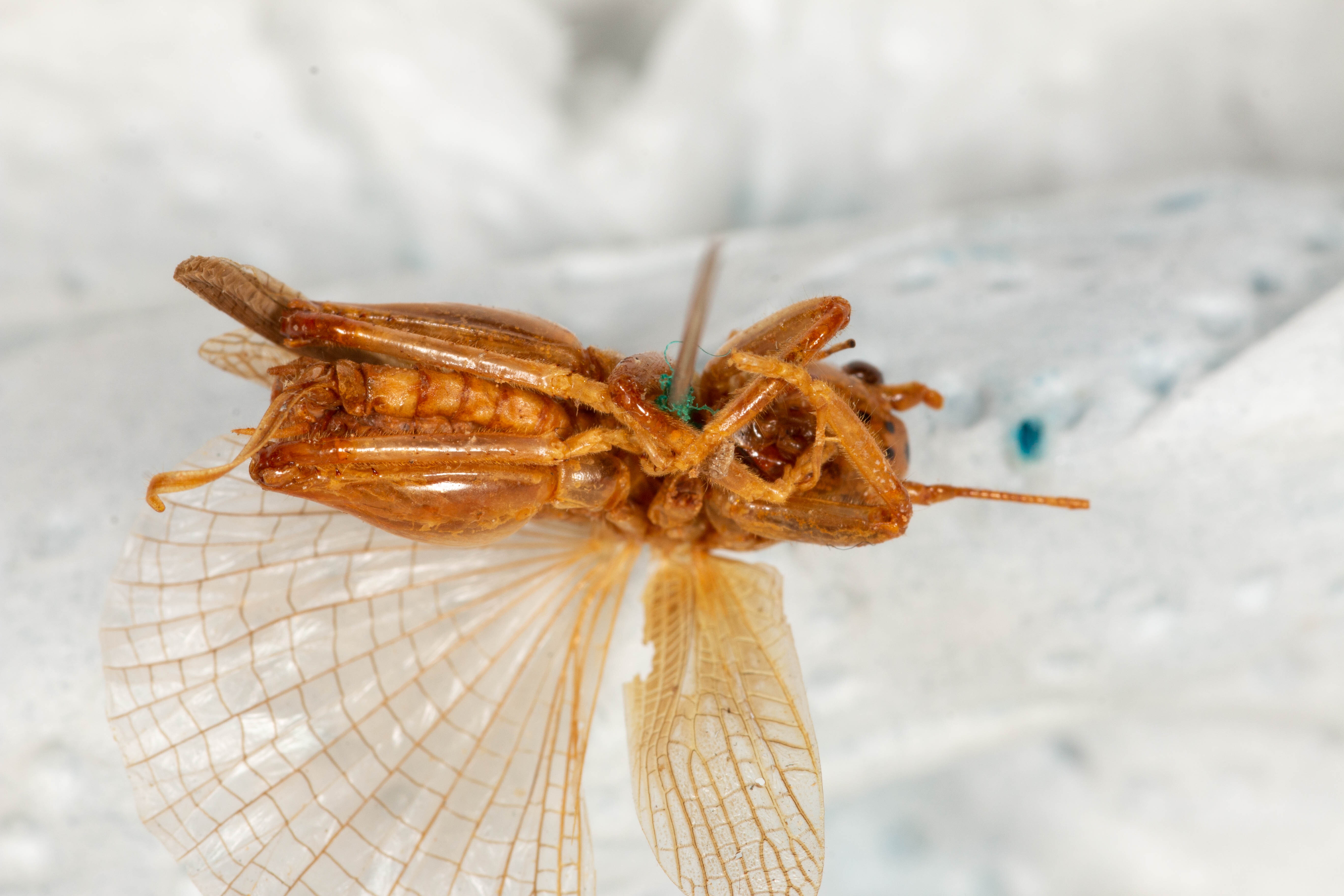 CollectionObject 1531220; 8ca9cf40-da4f-4ff9-a552-709ffe8b9510: female, ventral view (holotype). (CollectionObject).