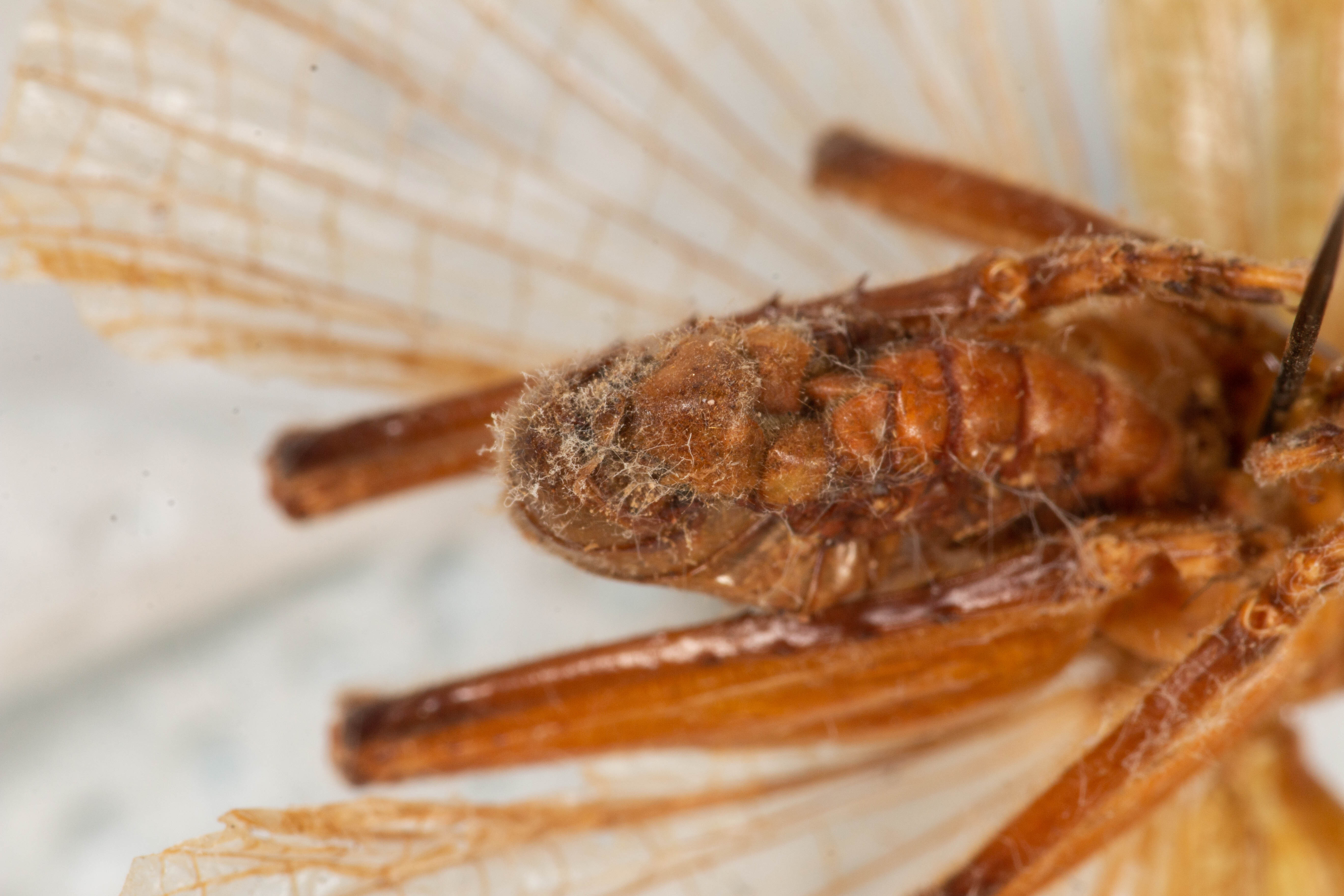 CollectionObject 1531183; 0c8c4768-c2bb-4198-b715-f1483a782b1b: male, ventral view (holotype). (CollectionObject).