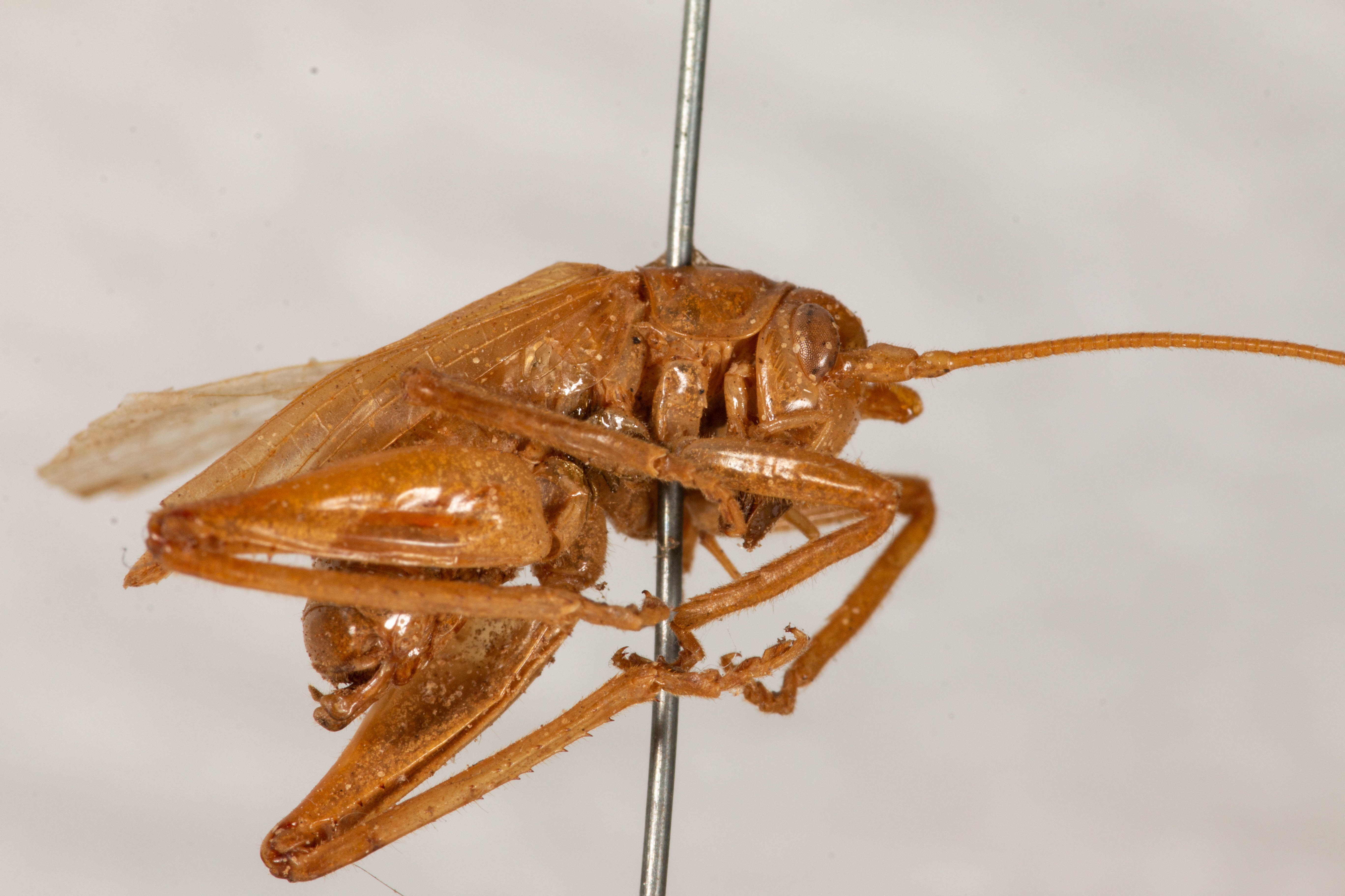 CollectionObject 1531179; 5fb7ec68-e649-4af4-9a8f-1e1c7b313b5a: male, lateral view (syntype). (CollectionObject).