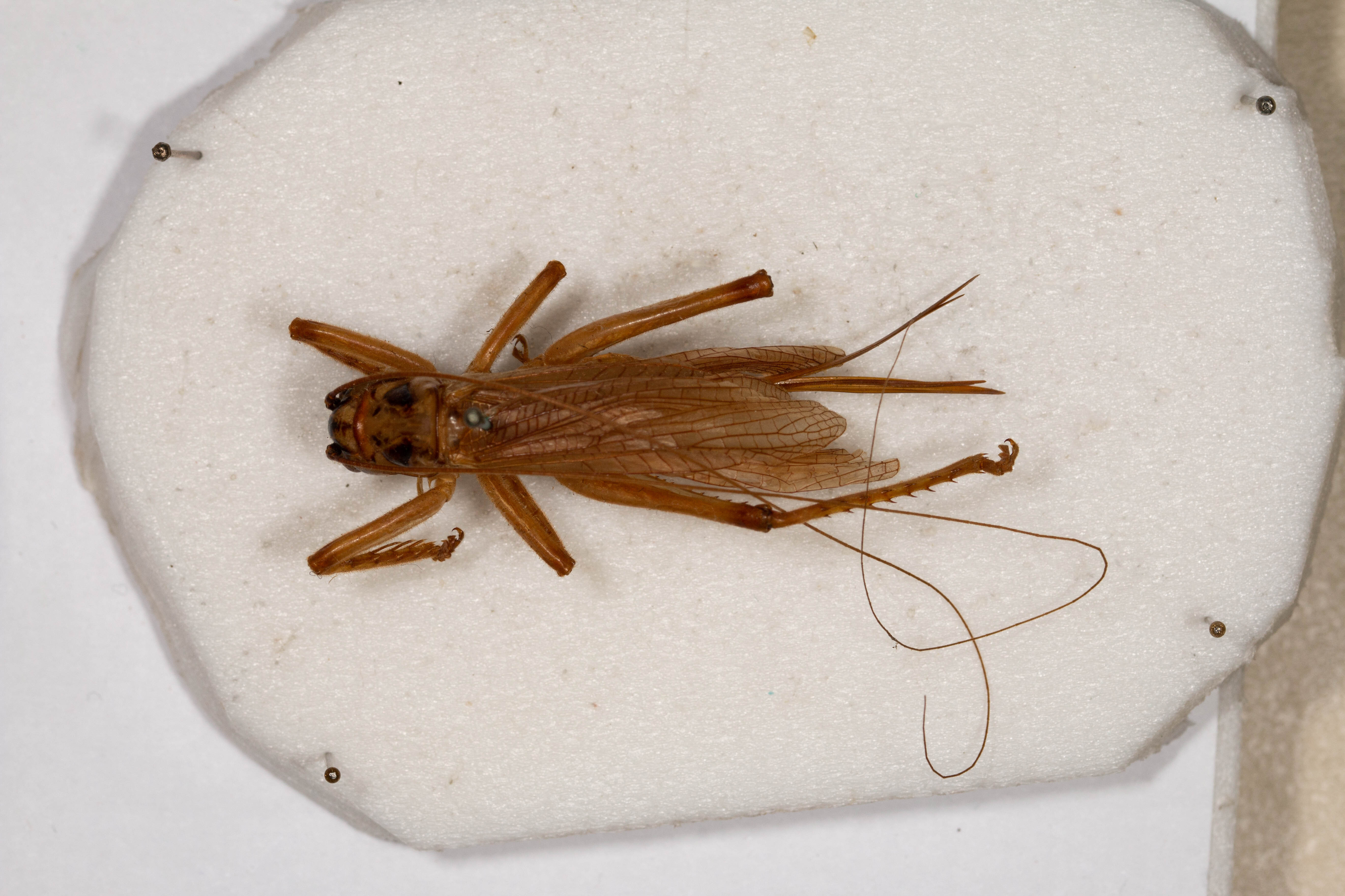 CollectionObject 1531221; 0edfc87f-3b3d-4b02-979d-29eb5f94ad71: female, dorsal view (holotype). (CollectionObject).