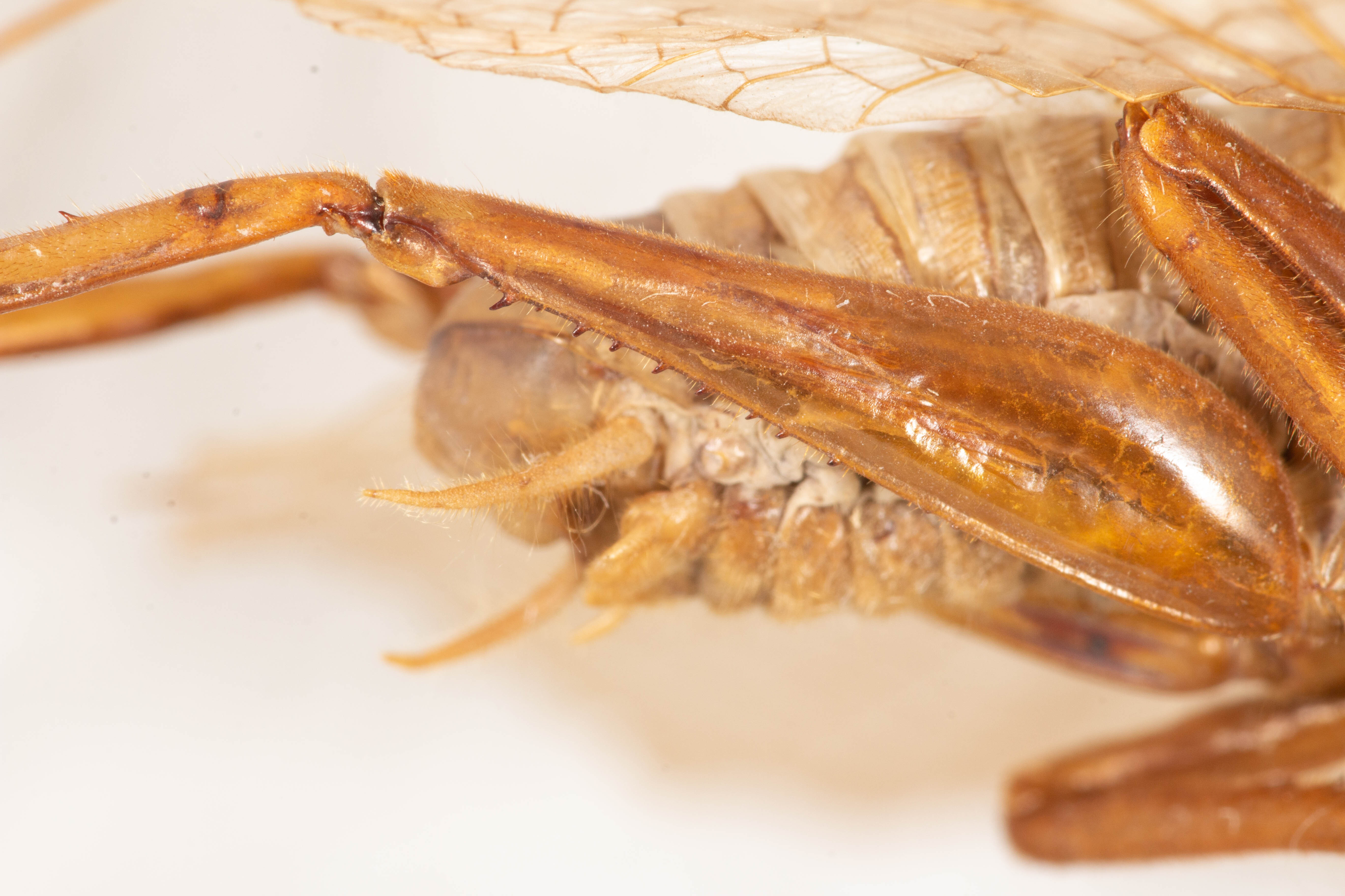 CollectionObject 1531235; e6fad094-bd9a-4131-831a-a5e489ace390: male, lateral view (holotype). (CollectionObject).