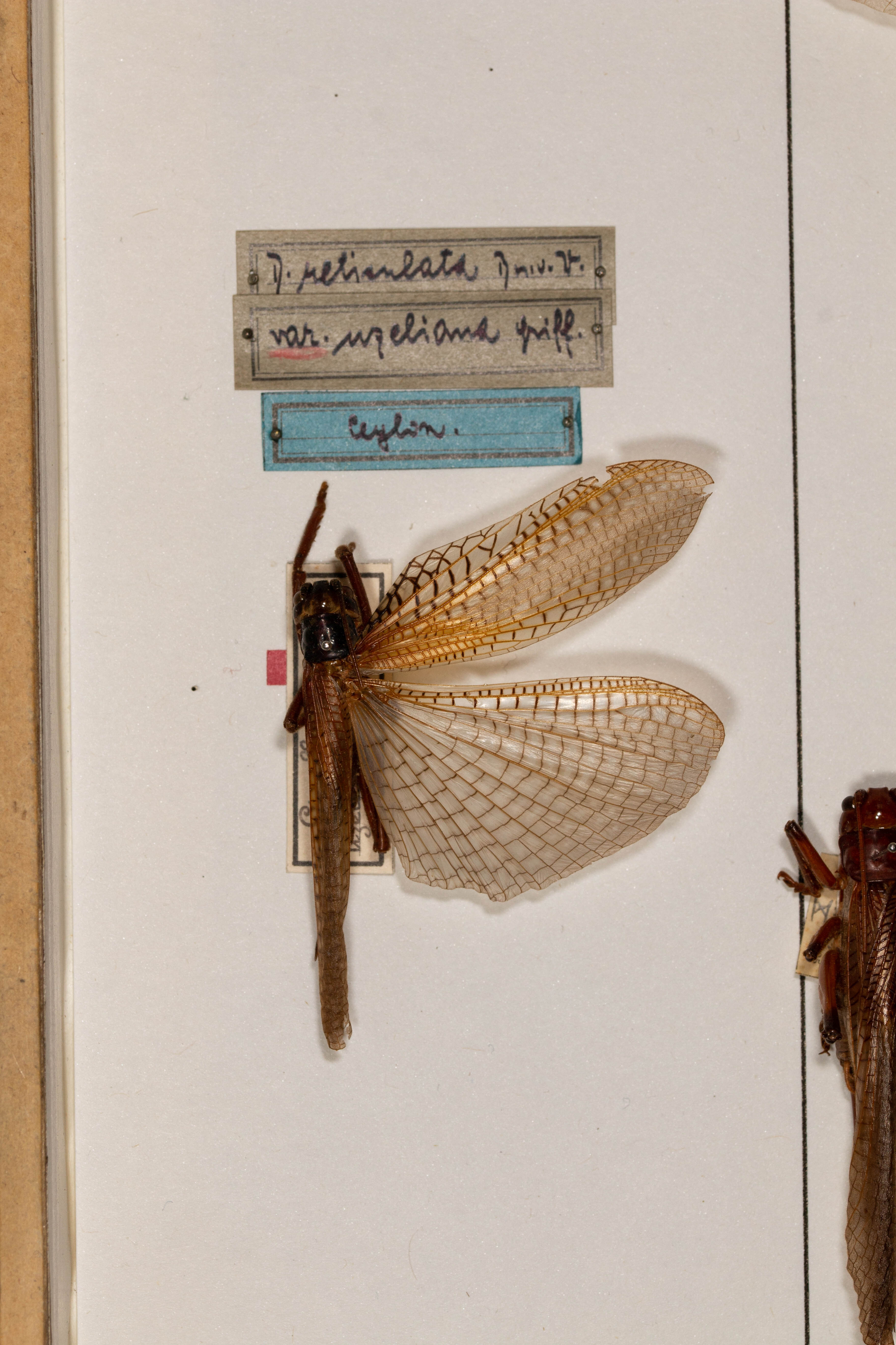 CollectionObject 1531237; cc43f315-e9ff-4f2e-98ee-d6d54d6eda3f: female, on drawer (holotype). (CollectionObject).