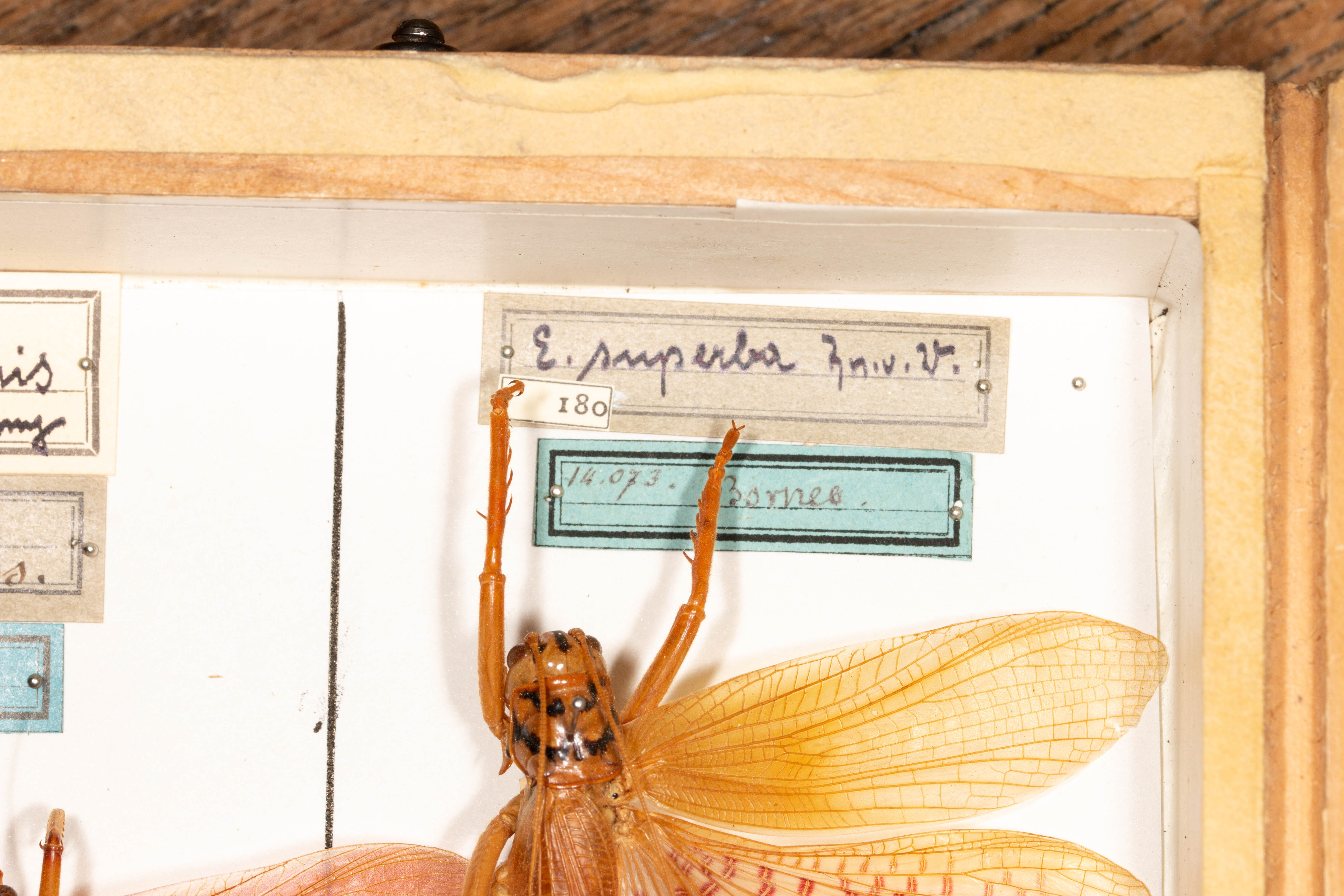 CollectionObject 1531247; de9f1cd0-c9da-4d68-af22-5fcc61cd68e4: male, on drawer (holotype). (CollectionObject).