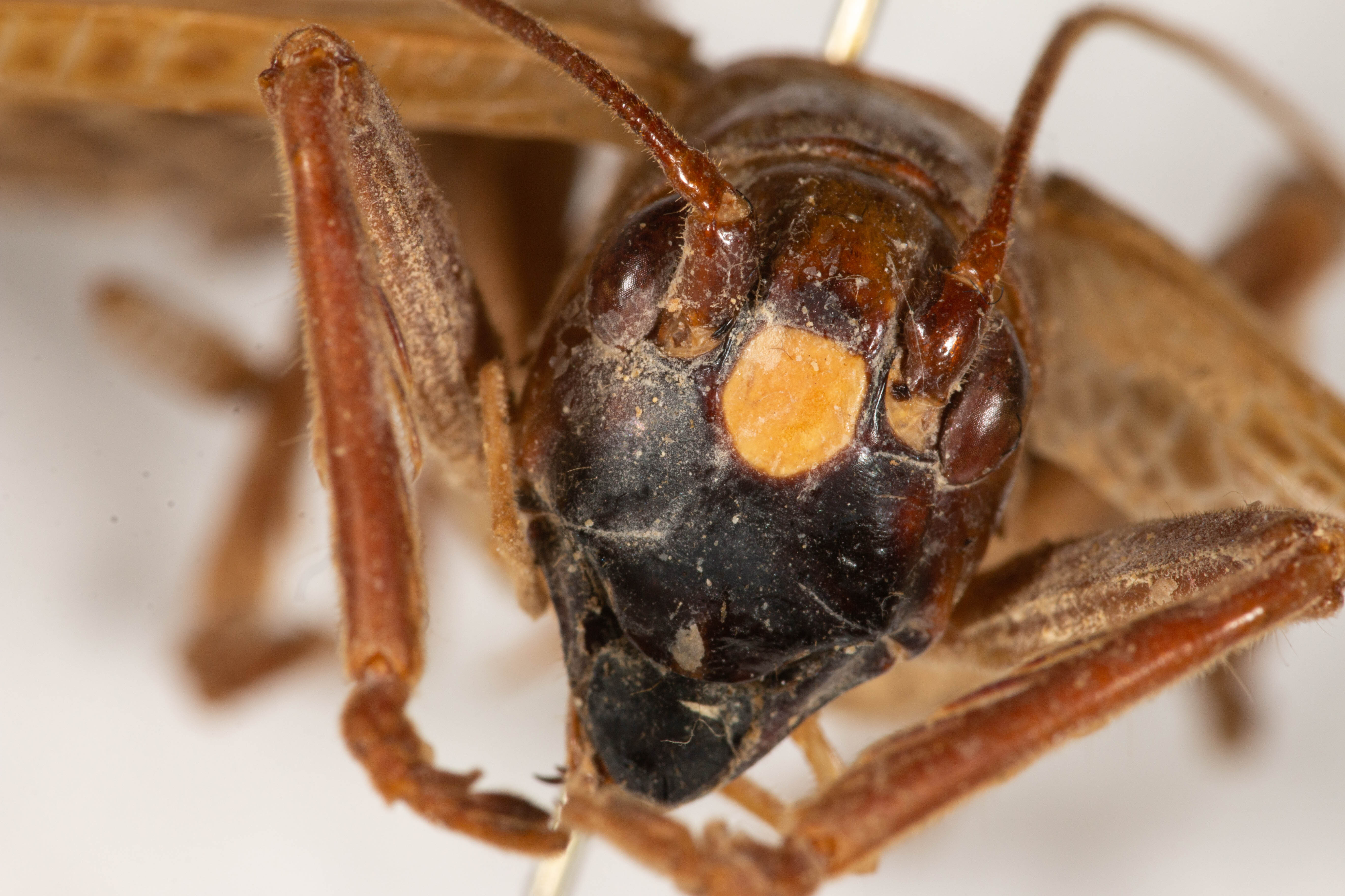 CollectionObject 1531248; f1af1950-b87c-40a2-8754-937e783ff5fe: male, anterior view (holotype). (CollectionObject).