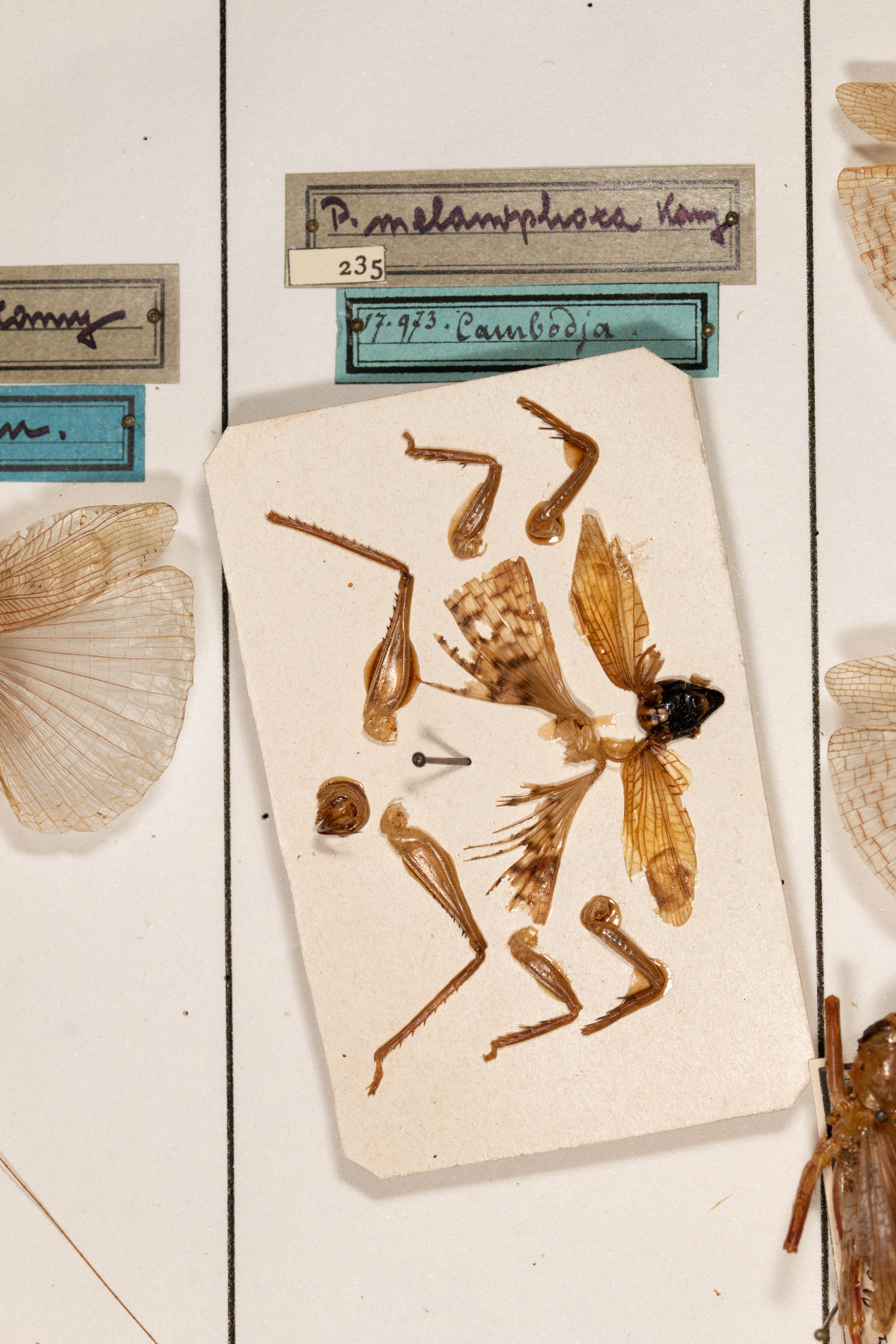 CollectionObject 1531280; 9baf2b65-bf0d-4266-b578-44bc935021e0: female, on drawer (holotype). (CollectionObject).