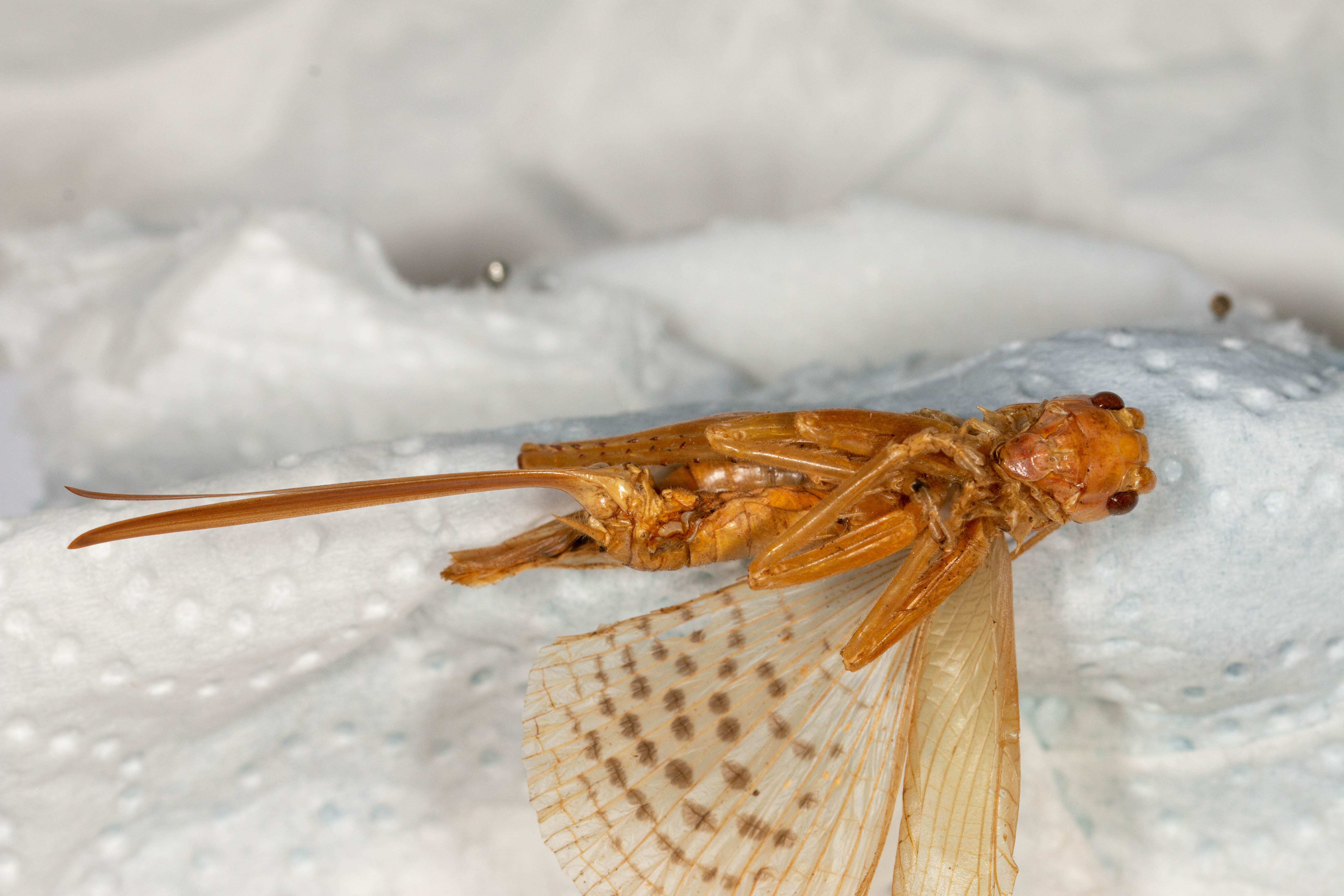 CollectionObject 1531185; 3cac759a-100a-4a03-8643-083abc025665: female, ventral view (holotype). (CollectionObject).