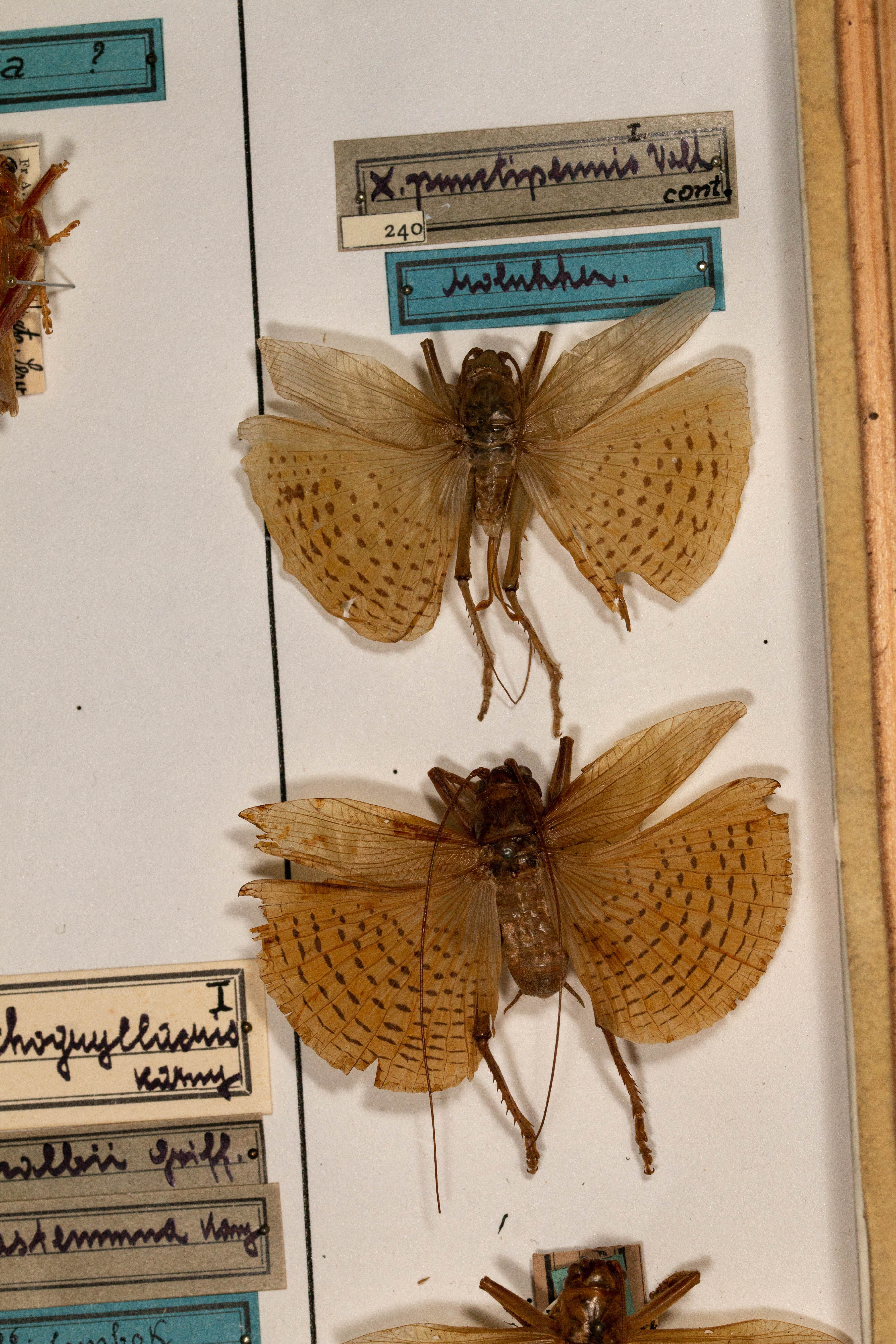 CollectionObject 1531186; e04f7a0b-13fb-4226-8f68-be21aa9d350a: male, on drawer, barely appearing at the bottom (syntype). (CollectionObject).