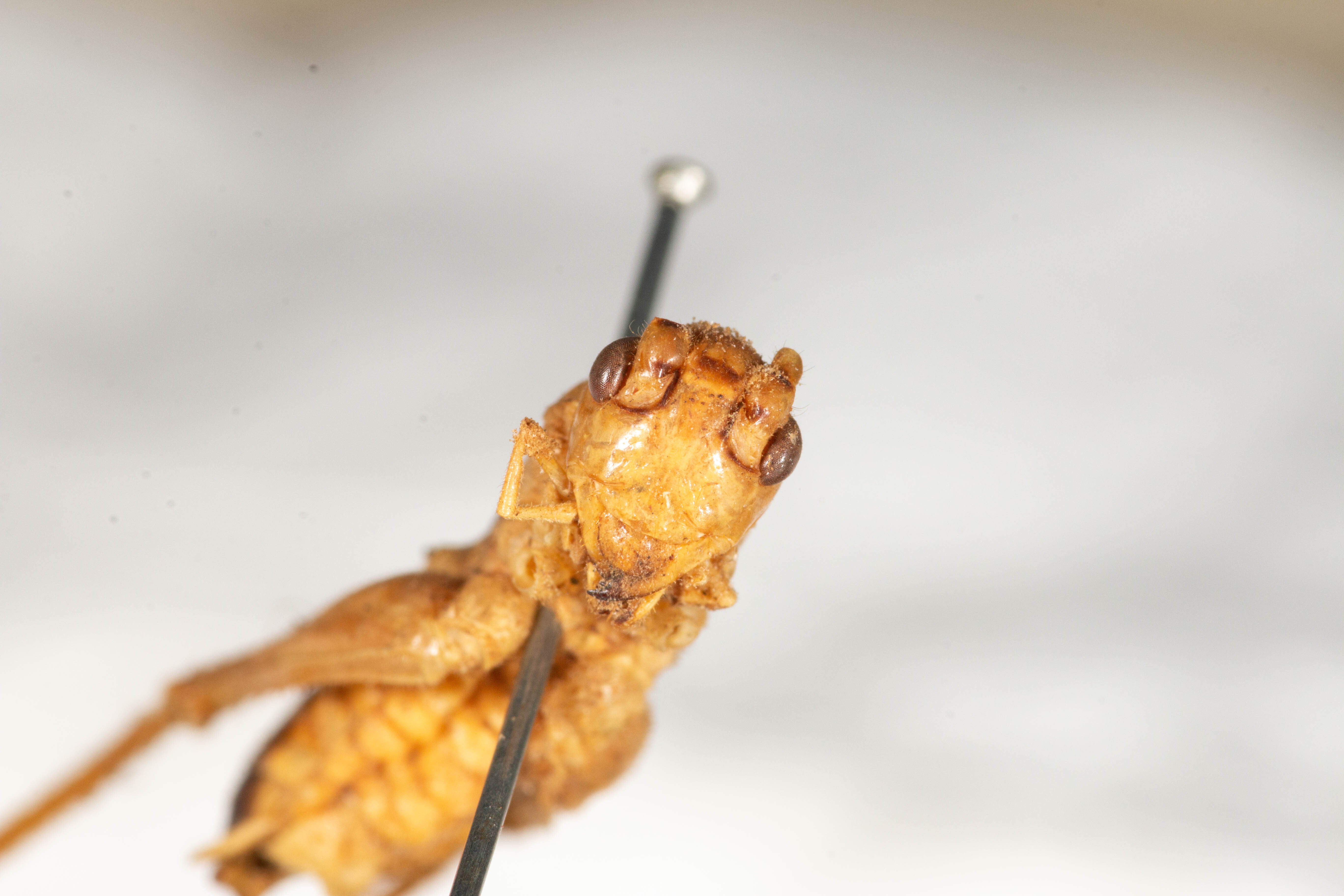 CollectionObject 1475074; 9ab5ff0e-bb65-4496-b256-1ca1dca28b90: male, anterior view (holotype). (CollectionObject).